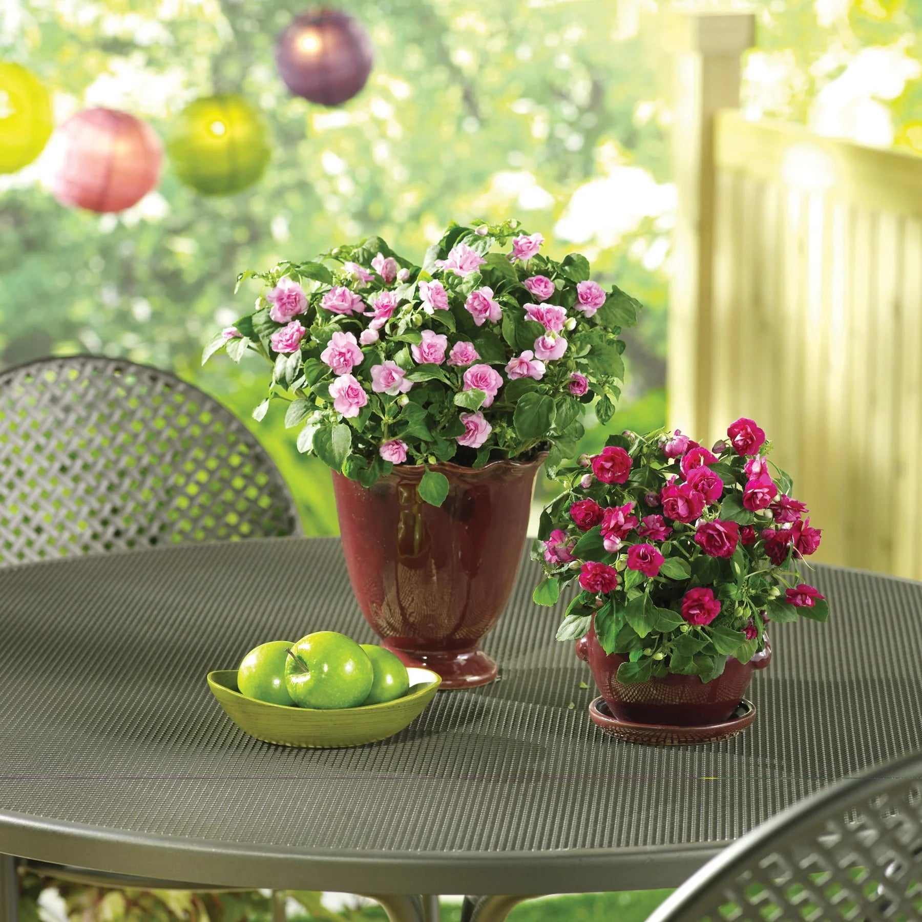 Proven Winners® Rockapulco® Coral Reef Double Impatiens (walleriana)