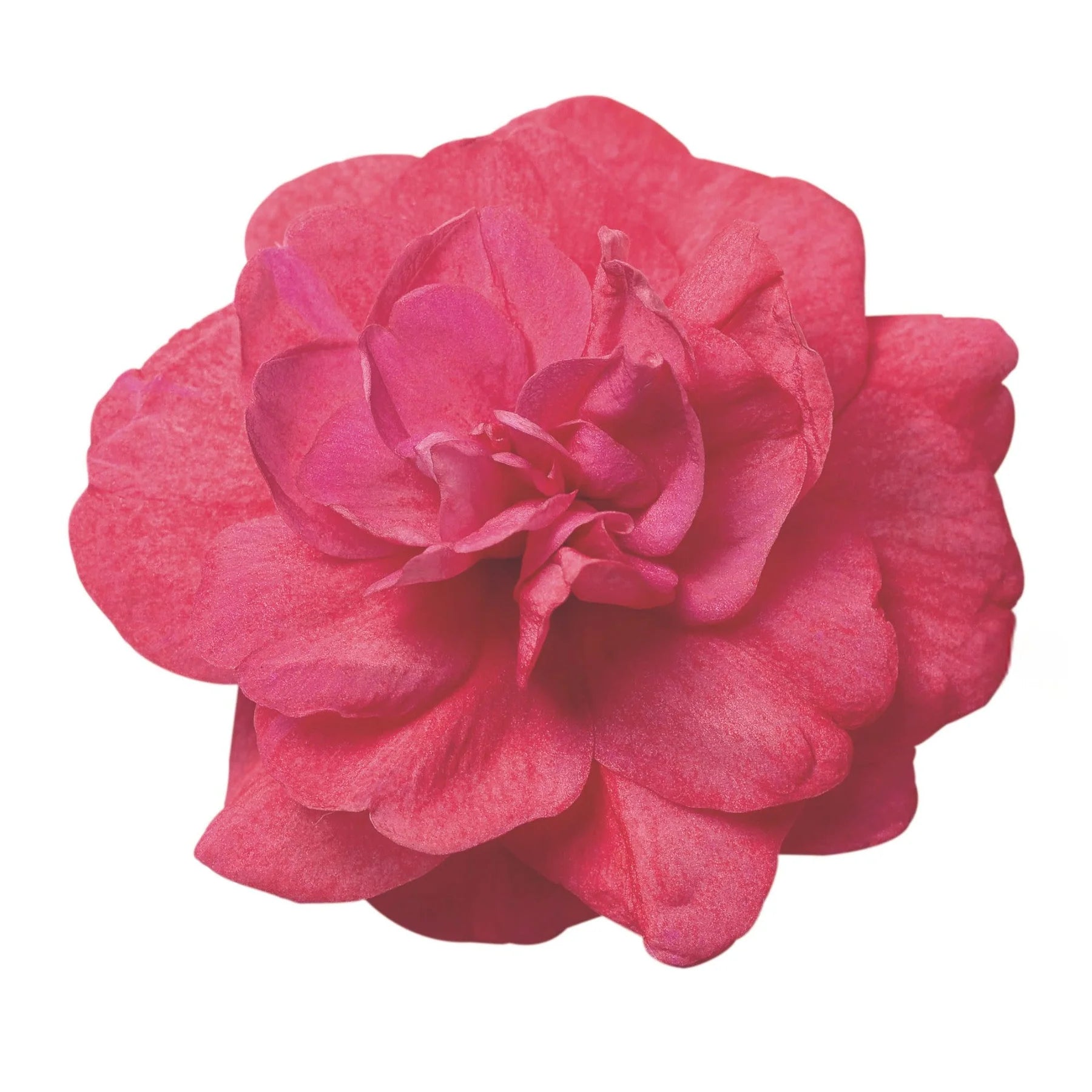 Proven Winners® Rockapulco® Coral Reef Double Impatiens (walleriana)