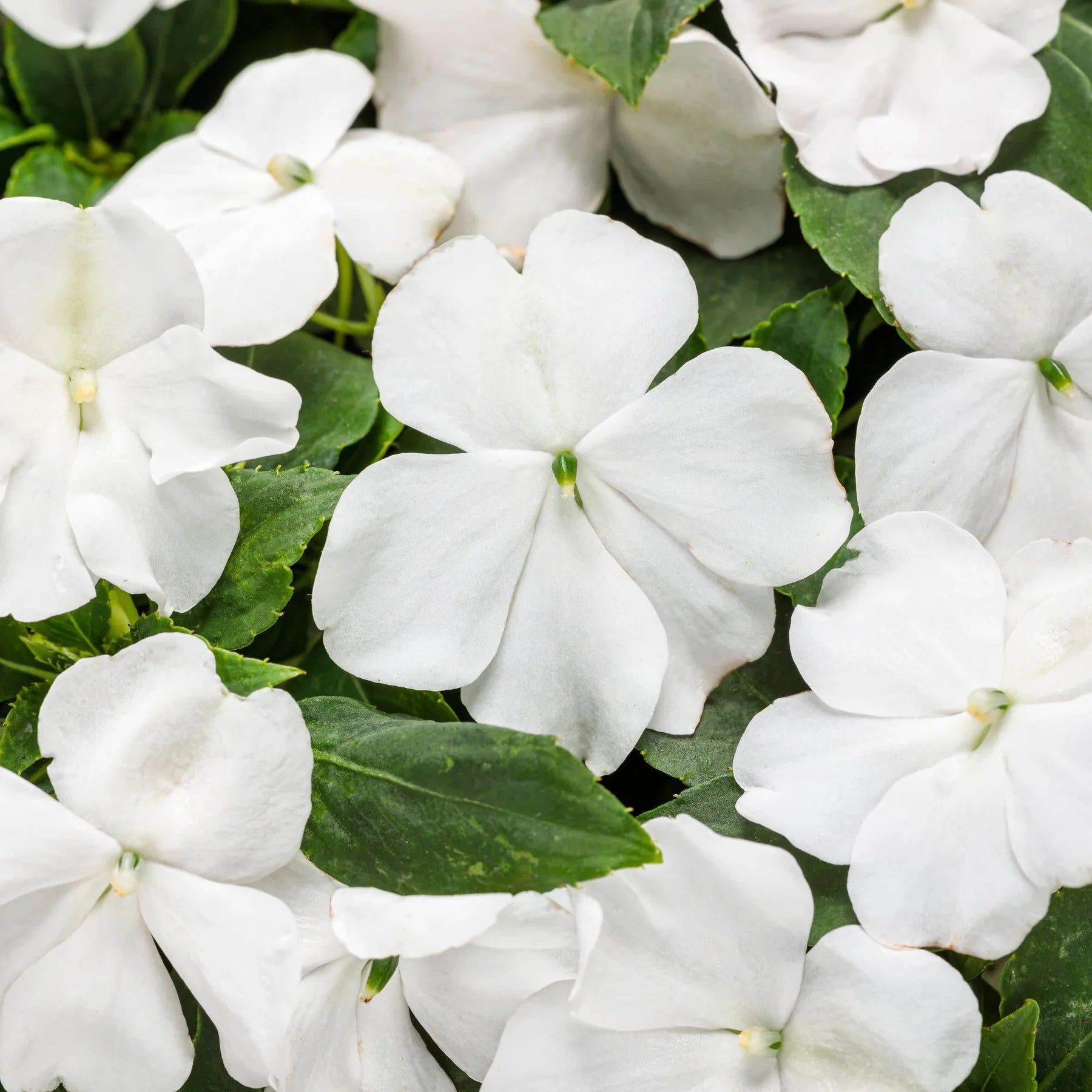 Proven Winners® Soprano® White Bedding Impatiens (walleriana)