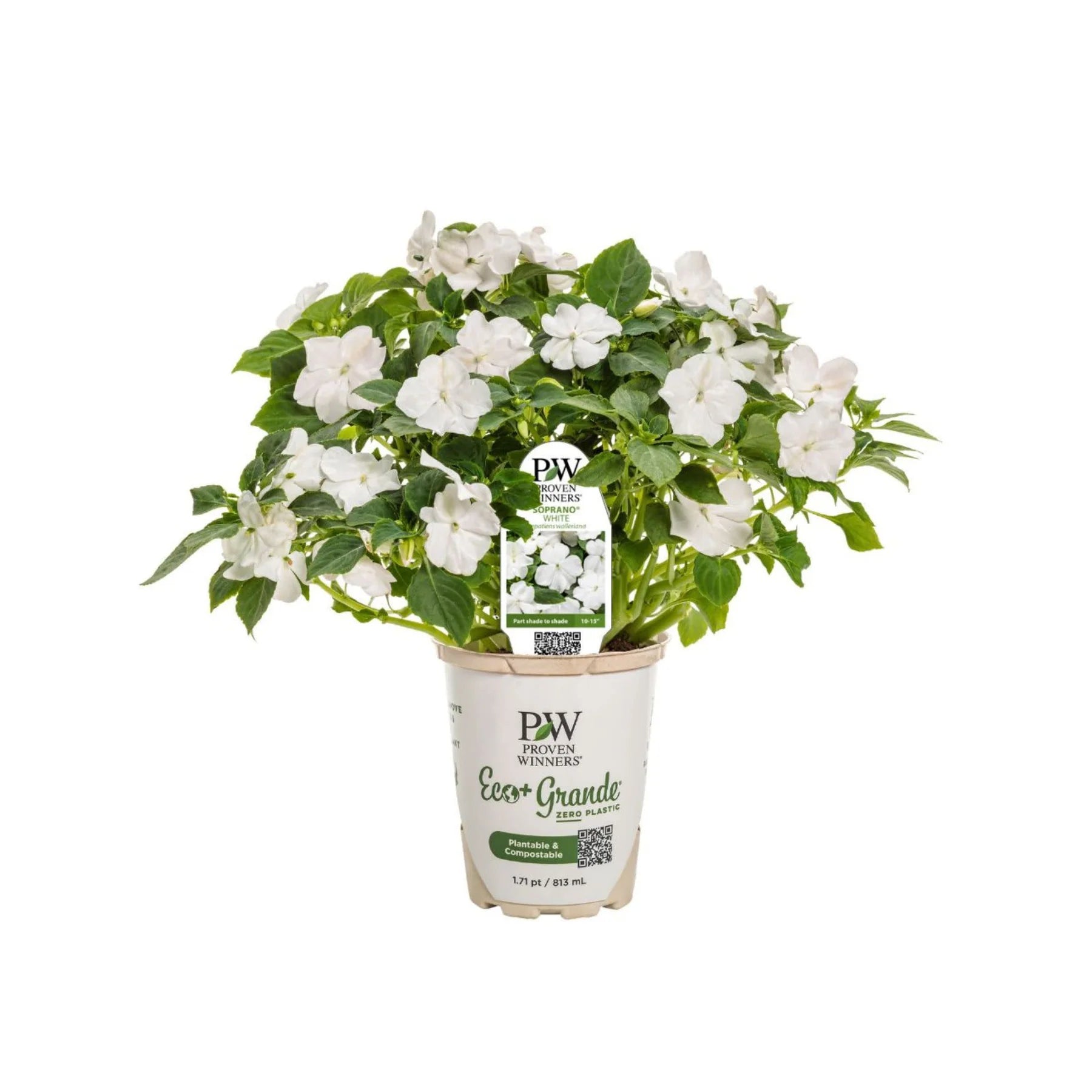 Proven Winners® Soprano® White Bedding Impatiens (walleriana)