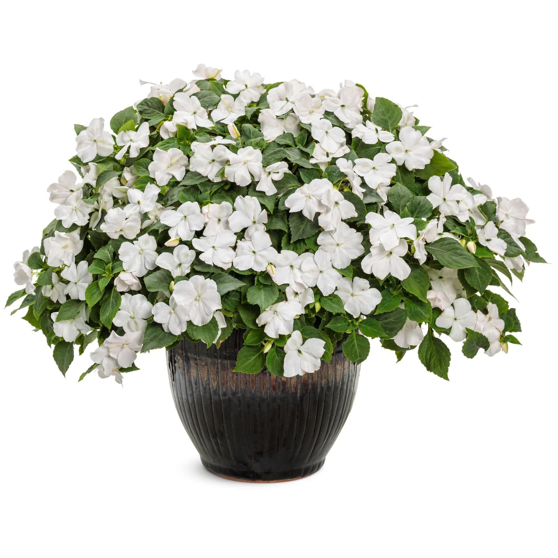 Proven Winners® Soprano® White Bedding Impatiens (walleriana)