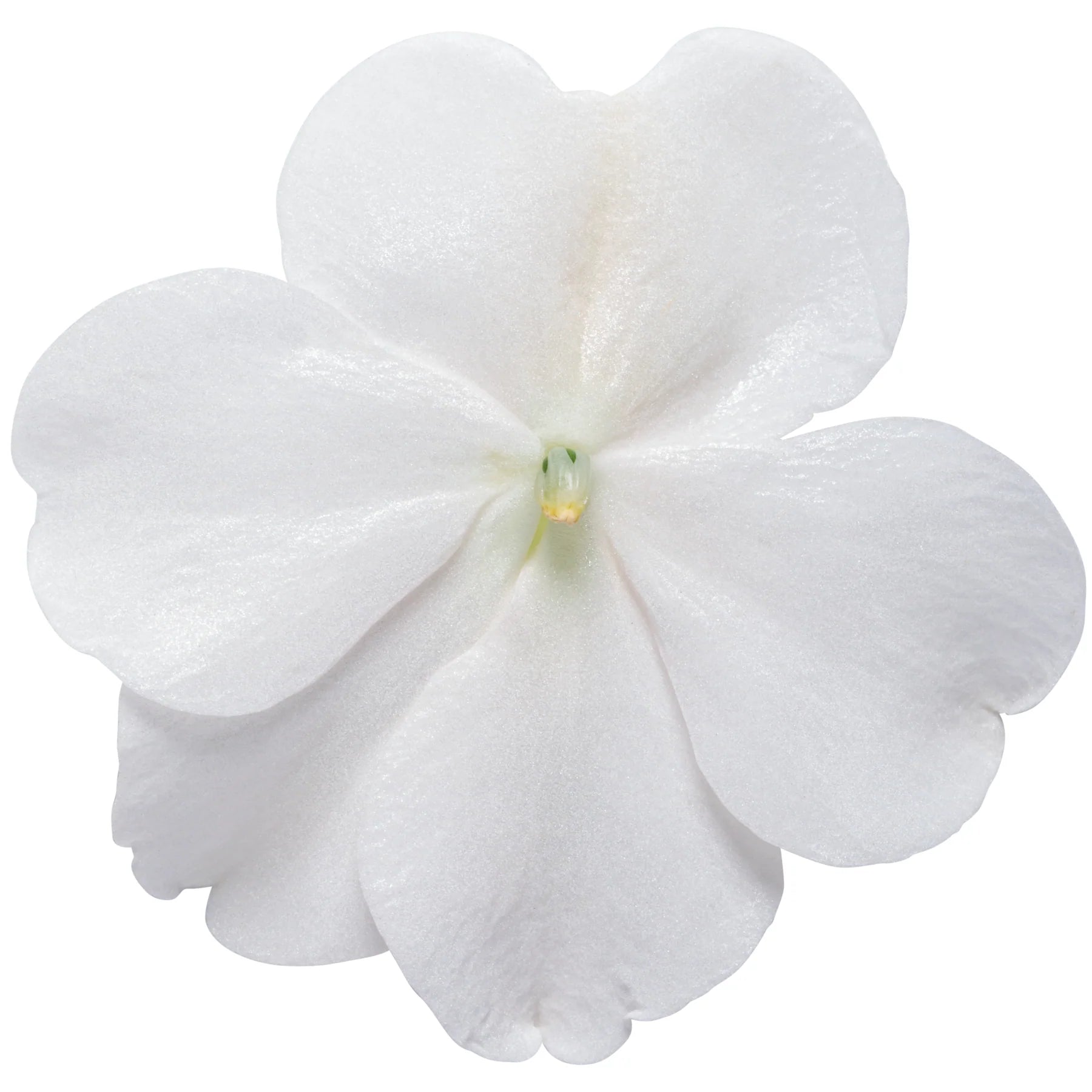 Proven Winners® Soprano® White Bedding Impatiens (walleriana)