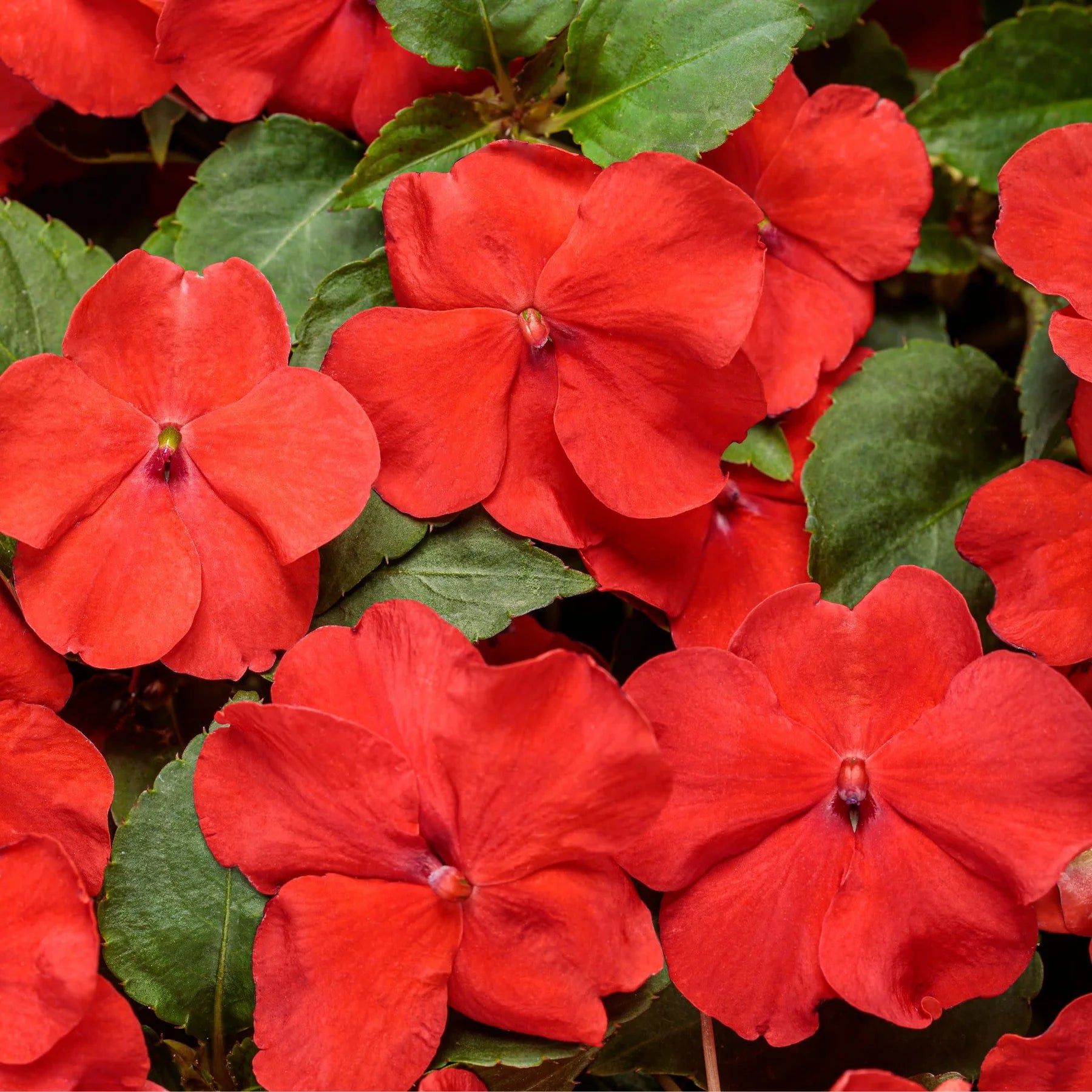 Proven Winners® Soprano® Bright Red Bedding Impatiens (walleriana)