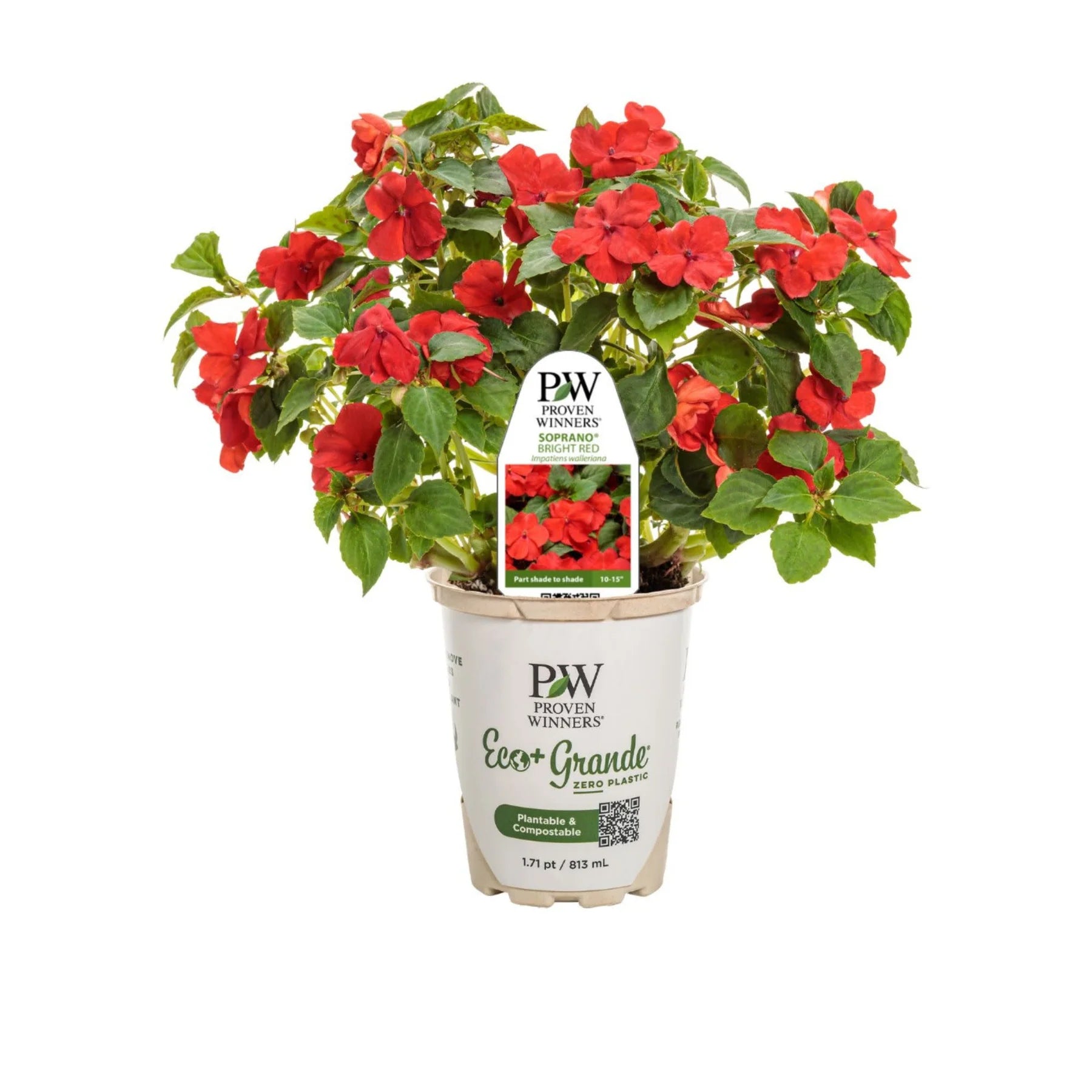 Proven Winners® Soprano® Bright Red Bedding Impatiens (walleriana)