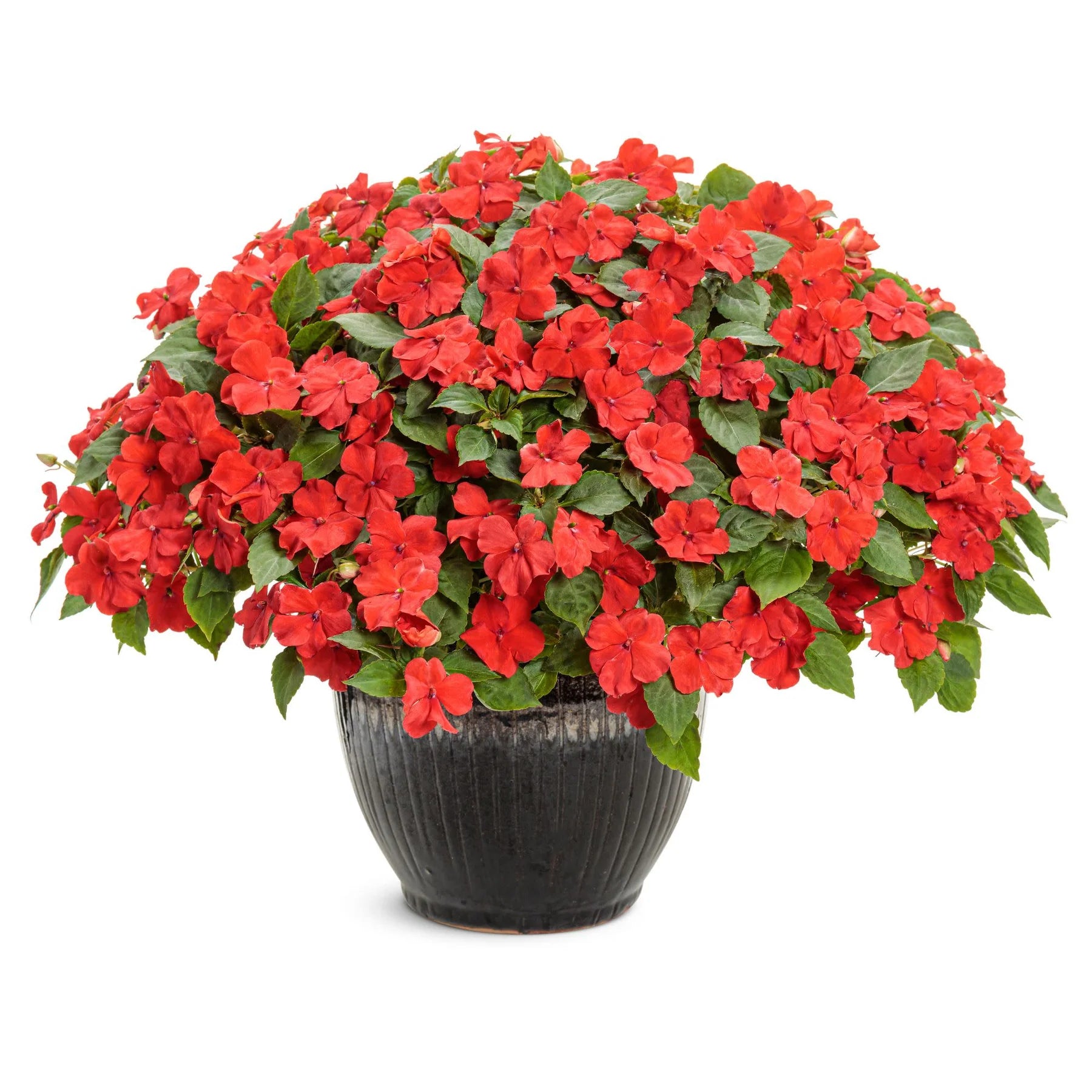 Proven Winners® Soprano® Bright Red Bedding Impatiens (walleriana)