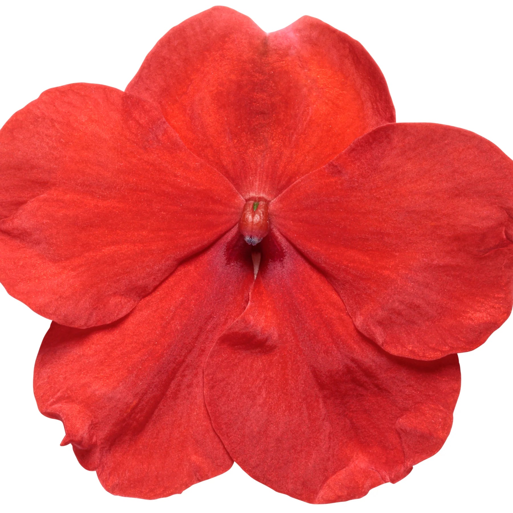 Proven Winners® Soprano® Bright Red Bedding Impatiens (walleriana)