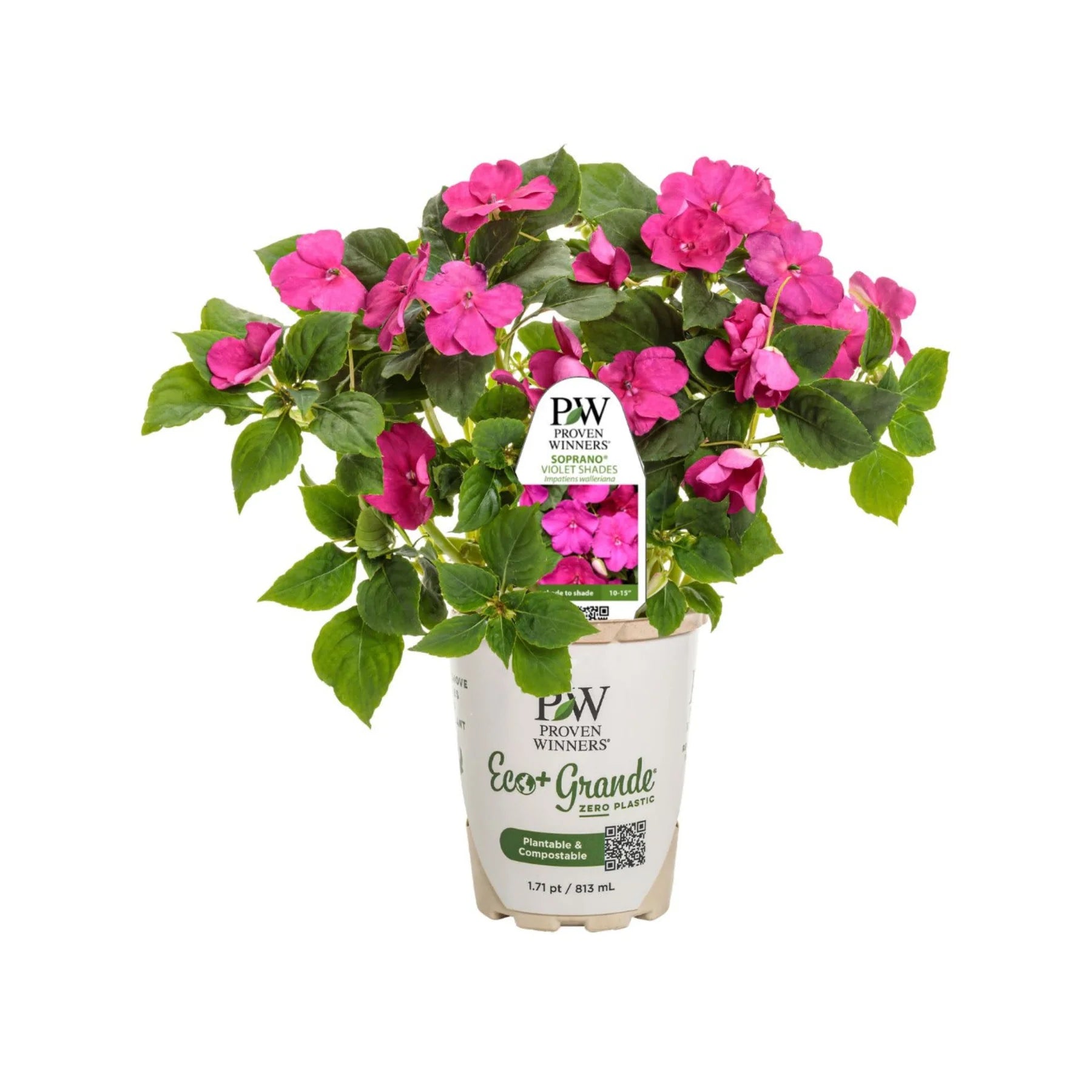 Proven Winners® Soprano® Violet Shades Bedding Impatiens (walleriana)