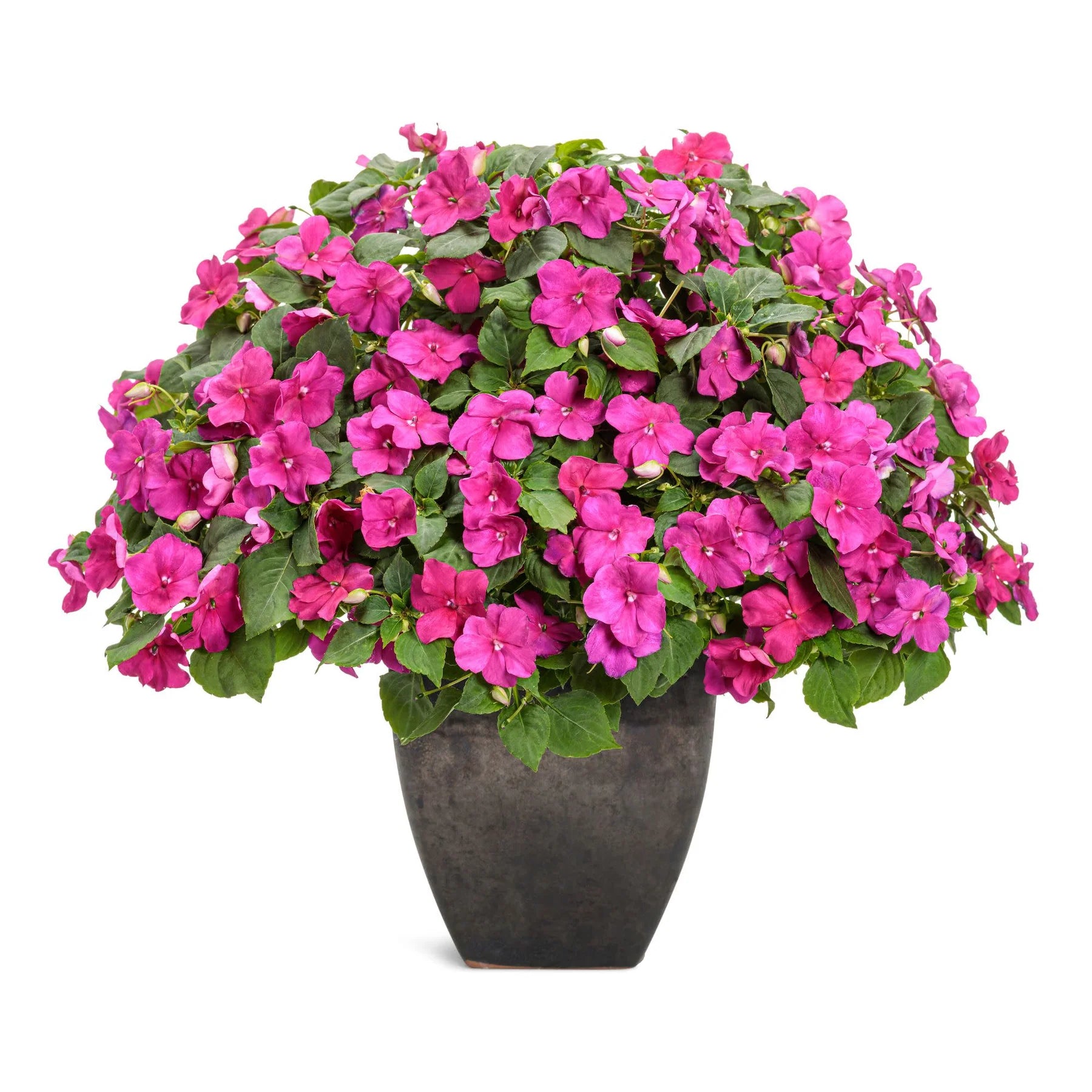 Proven Winners® Soprano® Violet Shades Bedding Impatiens (walleriana)