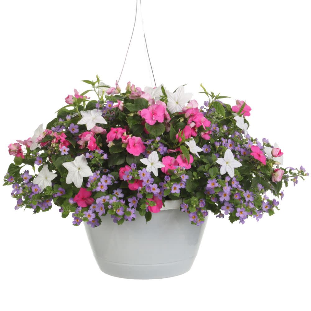 Proven Winners® Soprano® Violet Shades Bedding Impatiens (walleriana)