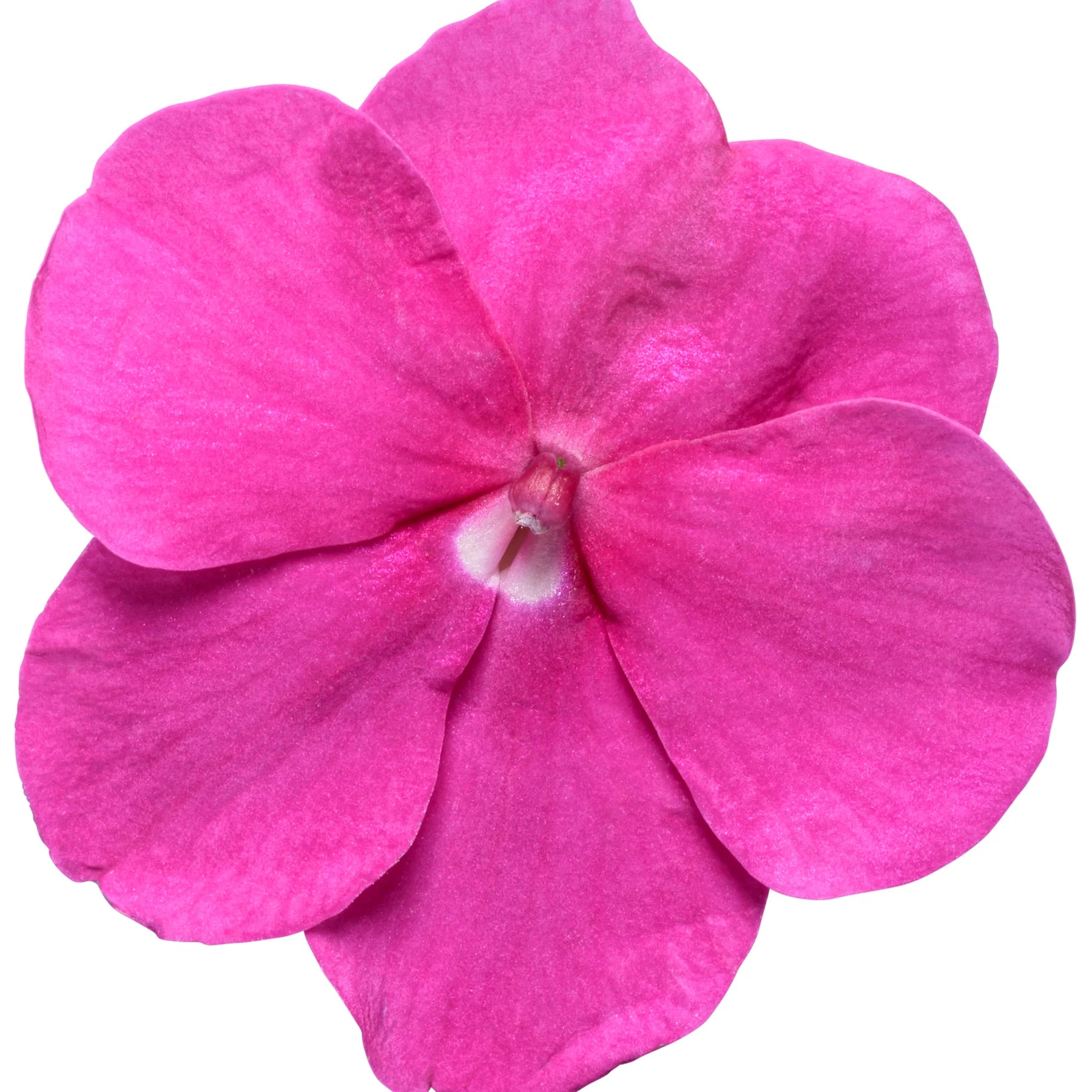 Proven Winners® Soprano® Violet Shades Bedding Impatiens (walleriana)