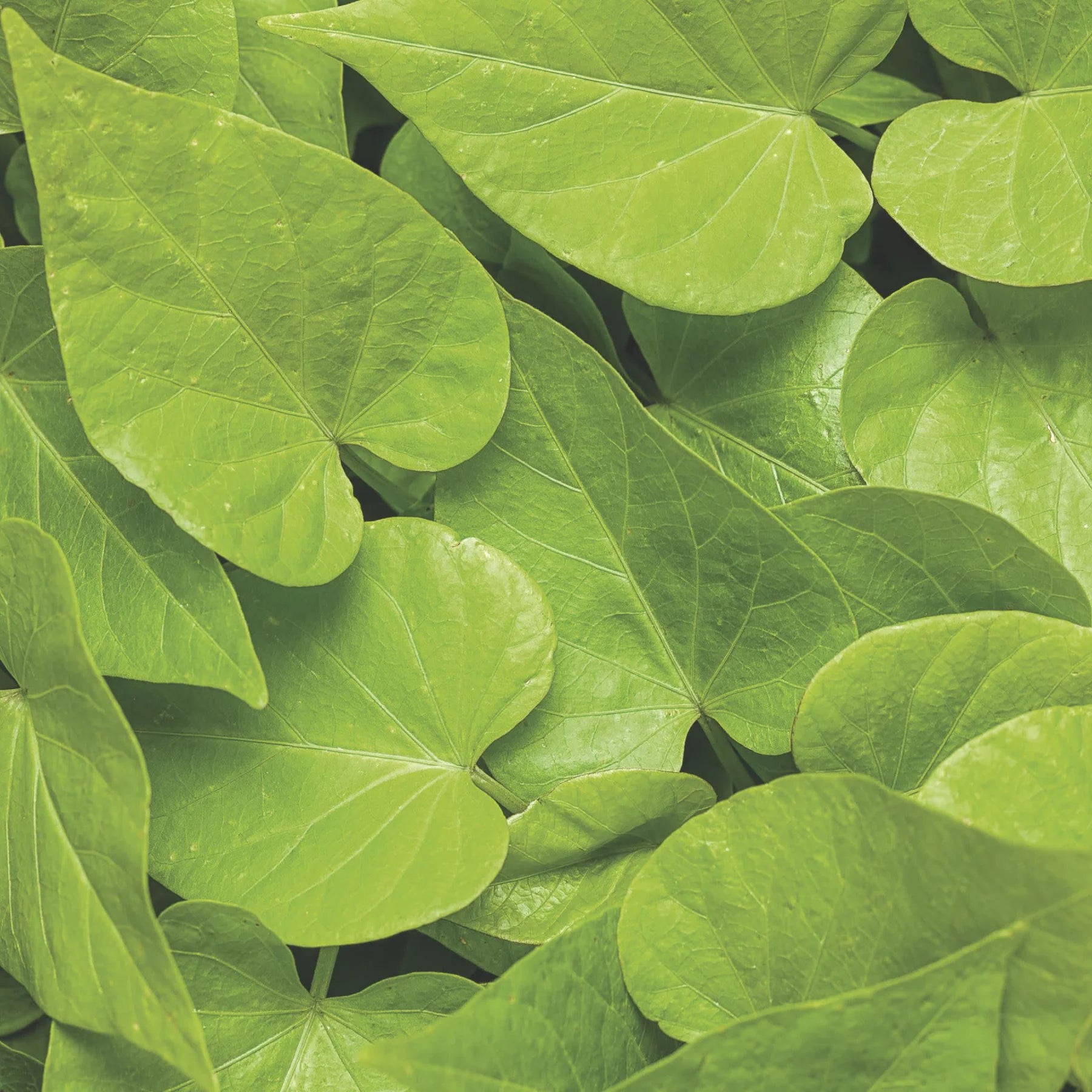 Proven Winners® Sweet Caroline Sweetheart Lime Sweet Potato Vine (Ipomoea)
