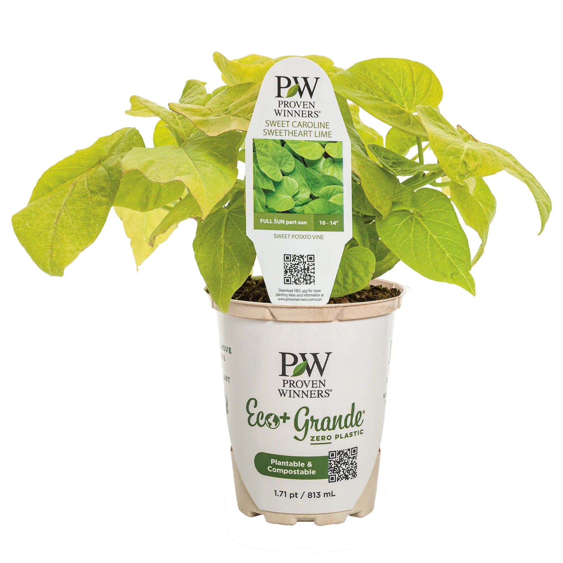 Proven Winners® Sweet Caroline Sweetheart Lime Sweet Potato Vine (Ipomoea)
