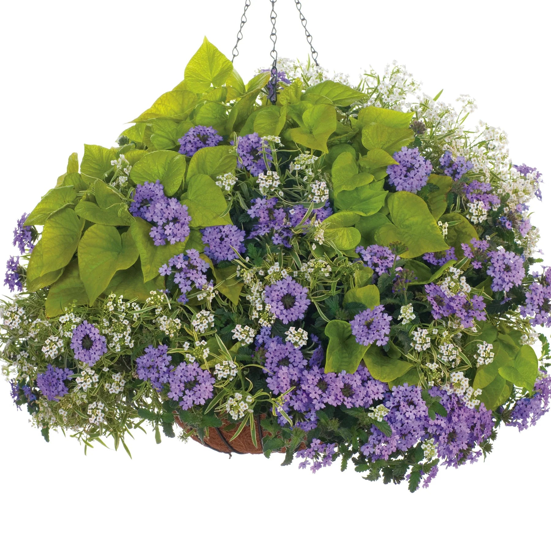 Proven Winners® Sweet Caroline Sweetheart Lime Sweet Potato Vine (Ipomoea)