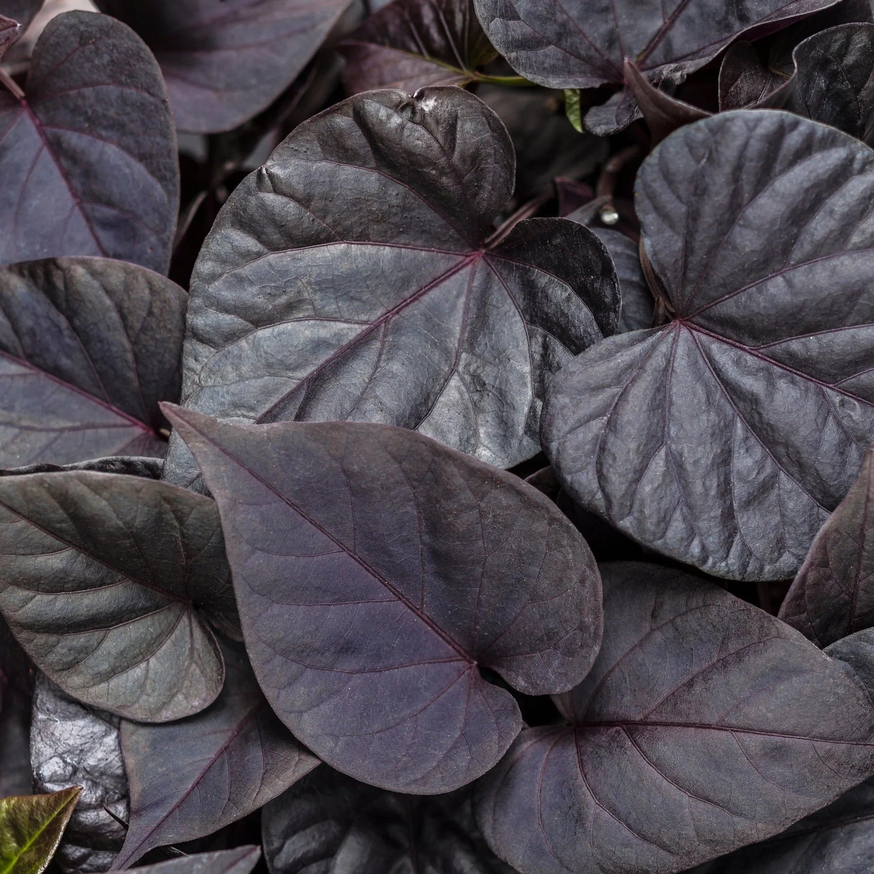 Proven Winners® Sweet Caroline Sweetheart Jet Black™ Sweet Potato Vine (Ipomoea batatas)