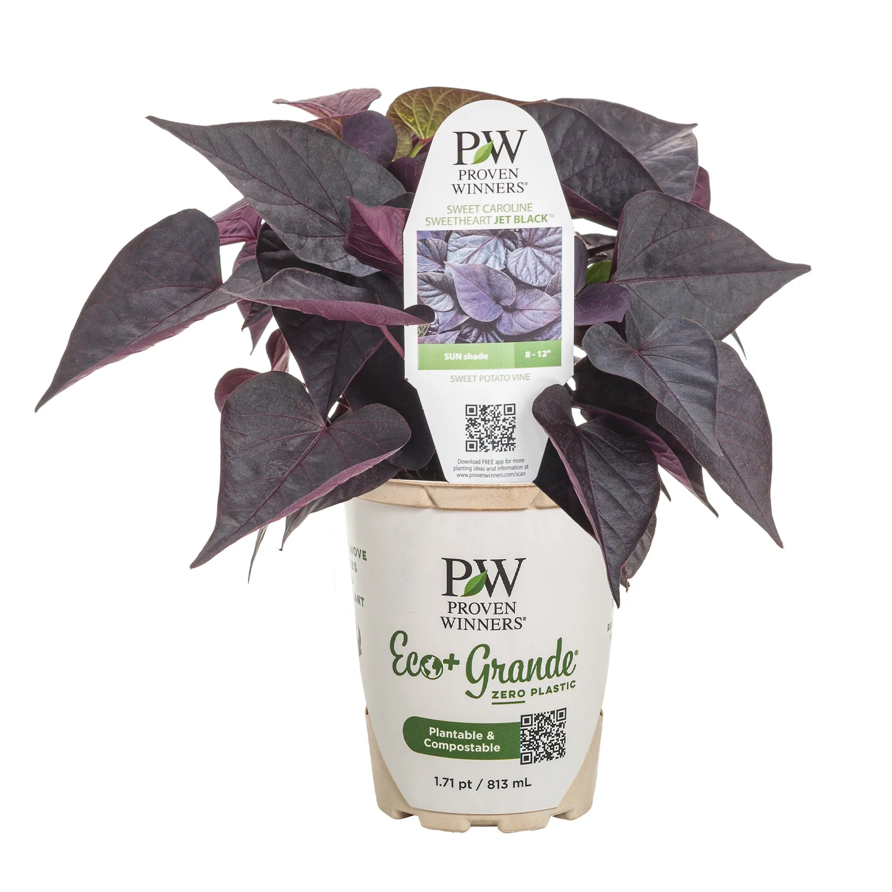 Proven Winners® Sweet Caroline Sweetheart Jet Black™ Sweet Potato Vine (Ipomoea batatas)