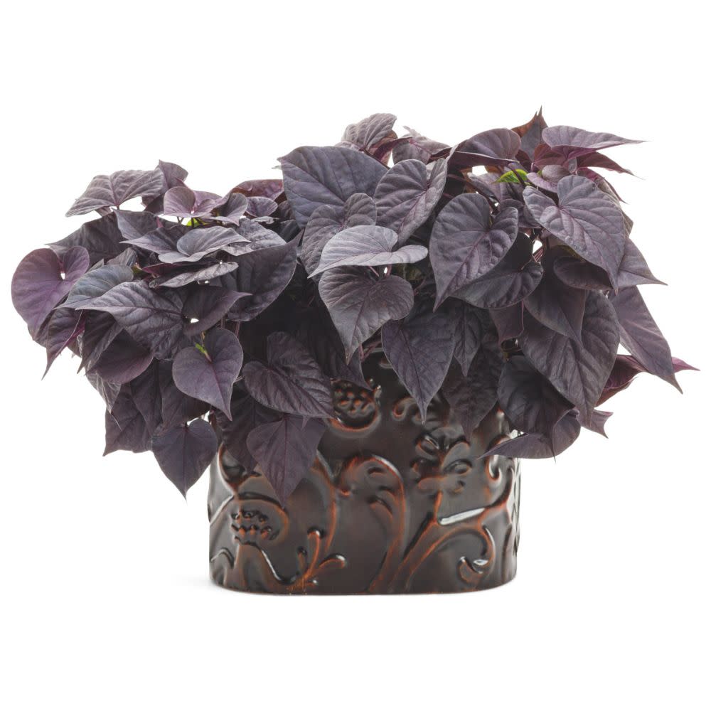 Proven Winners® Sweet Caroline Sweetheart Jet Black™ Sweet Potato Vine (Ipomoea batatas)