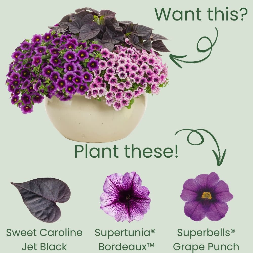 Proven Winners® Sweet Caroline Sweetheart Jet Black™ Sweet Potato Vine (Ipomoea batatas)