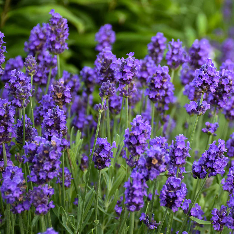 Proven Winners® Sweet Romance® Lavender (Lavandula angustifolia)