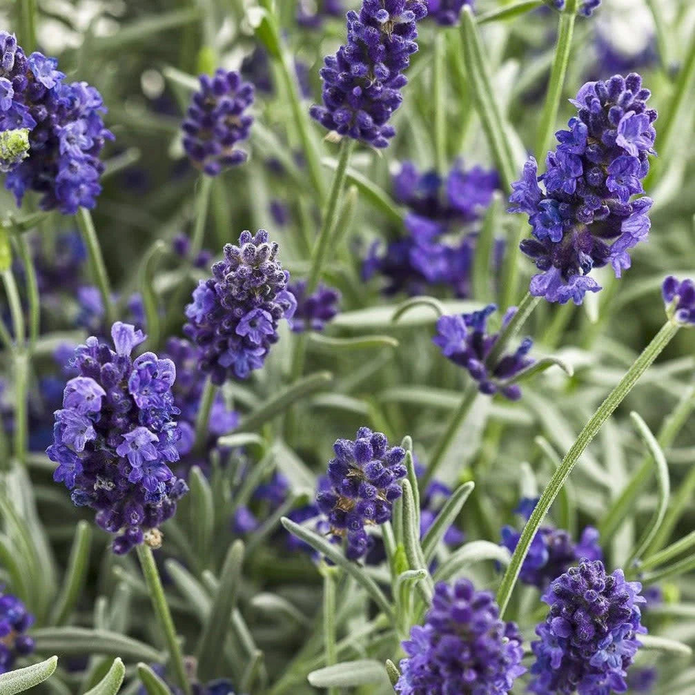 Proven Winners® Sweet Romance® Lavender (Lavandula angustifolia)