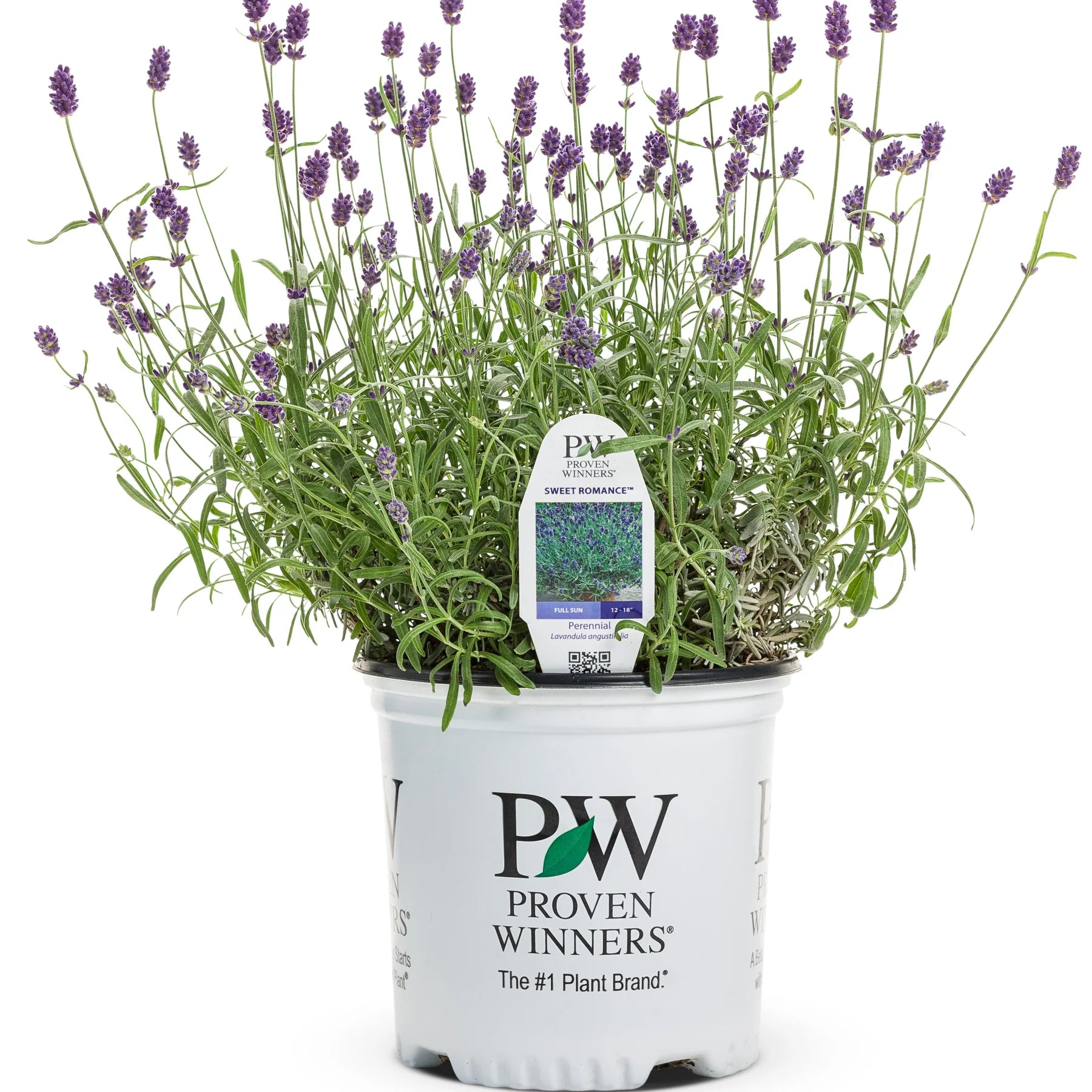 Proven Winners® Sweet Romance® Lavender (Lavandula angustifolia)