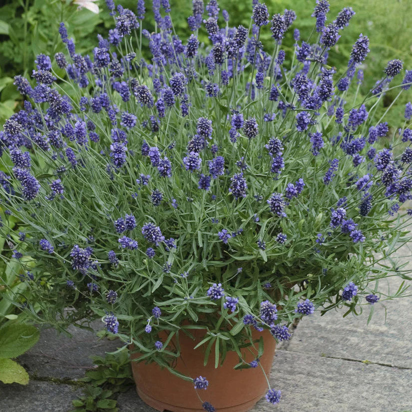 Proven Winners® Sweet Romance® Lavender (Lavandula angustifolia)