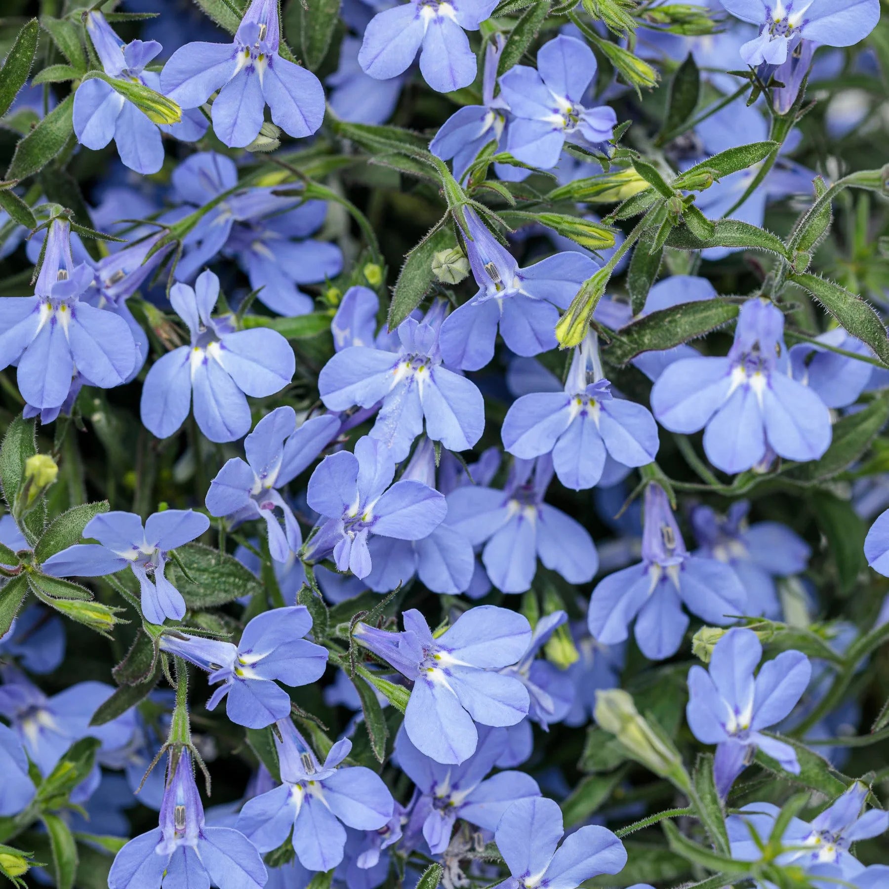 Proven Winners® Laguna® Sky Blue Lobelia (Lobelia erinus)