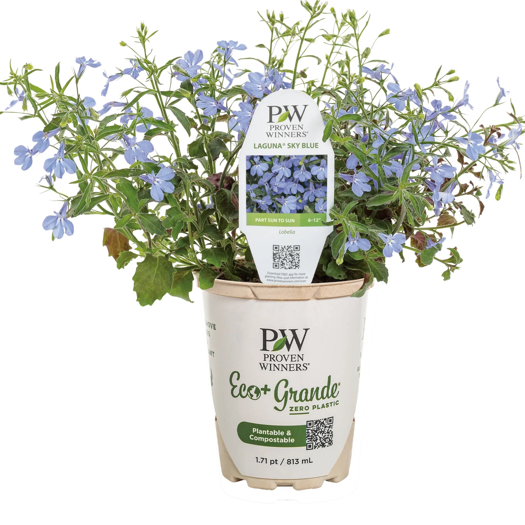 Proven Winners® Laguna® Sky Blue Lobelia (Lobelia erinus)