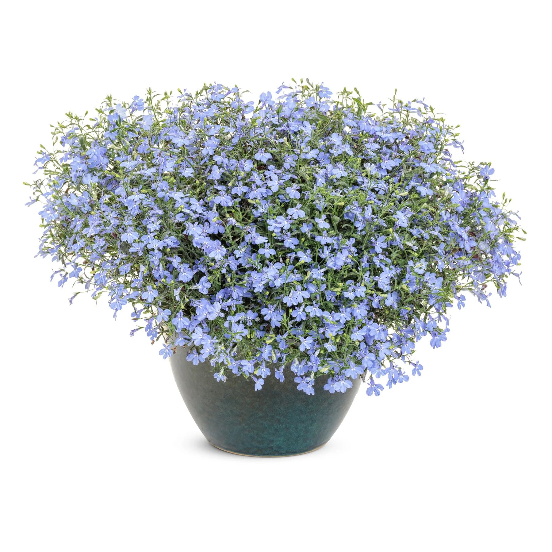 Proven Winners® Laguna® Sky Blue Lobelia (Lobelia erinus)