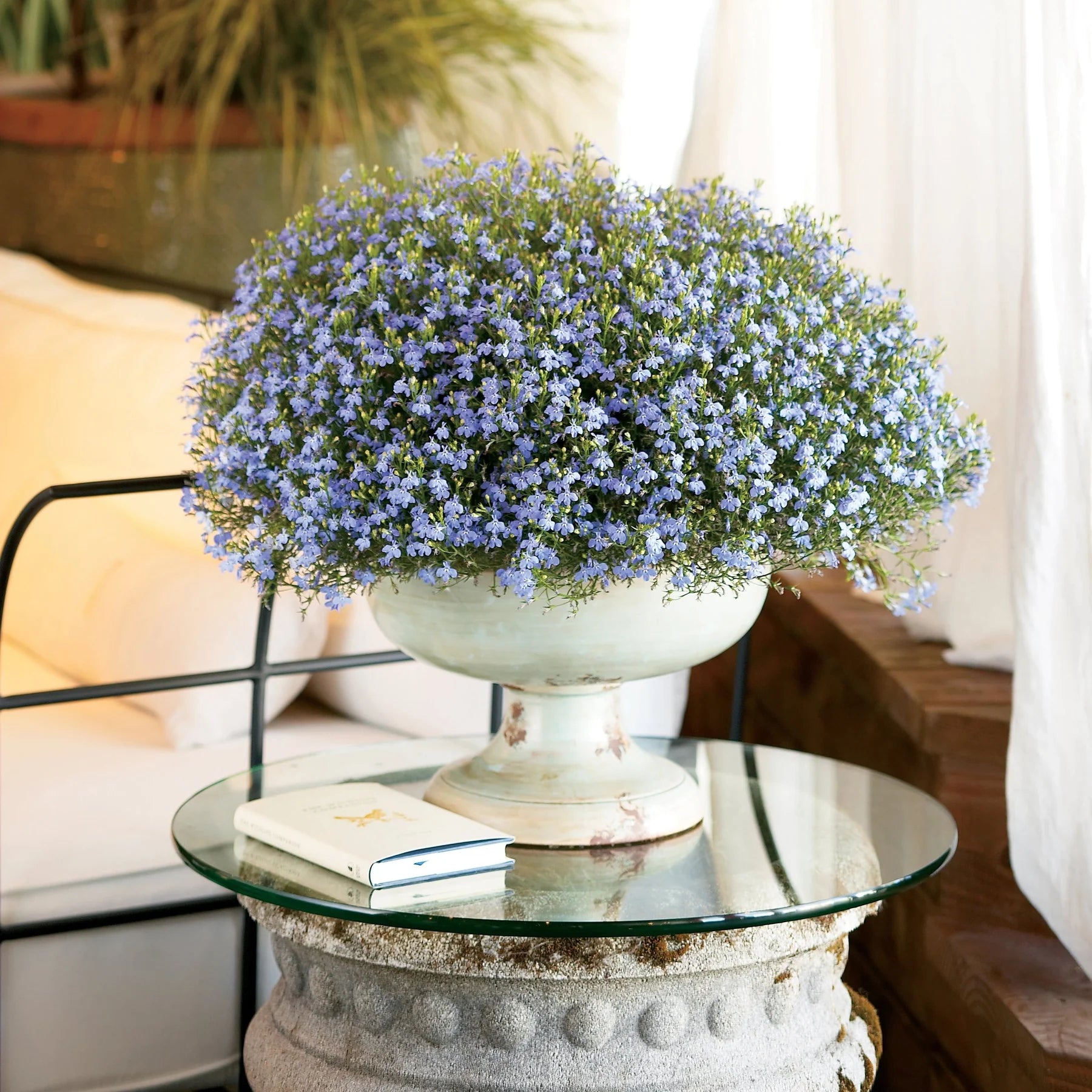 Proven Winners® Laguna® Sky Blue Lobelia (Lobelia erinus)