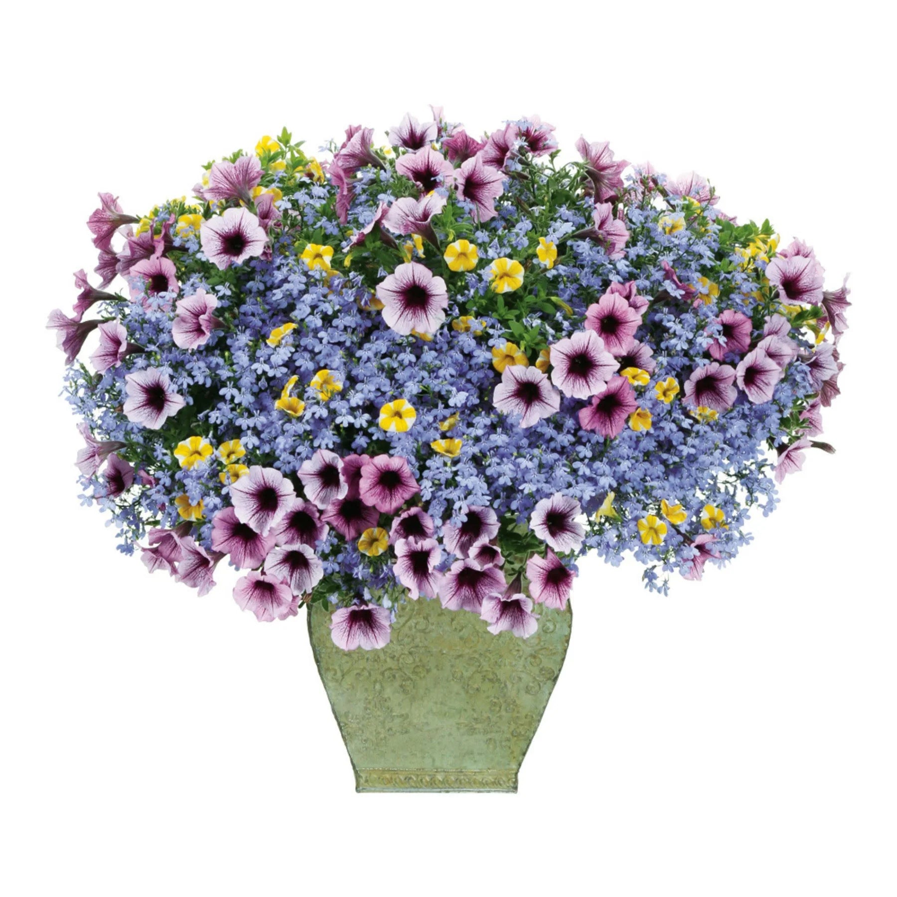 Proven Winners® Laguna® Sky Blue Lobelia (Lobelia erinus)