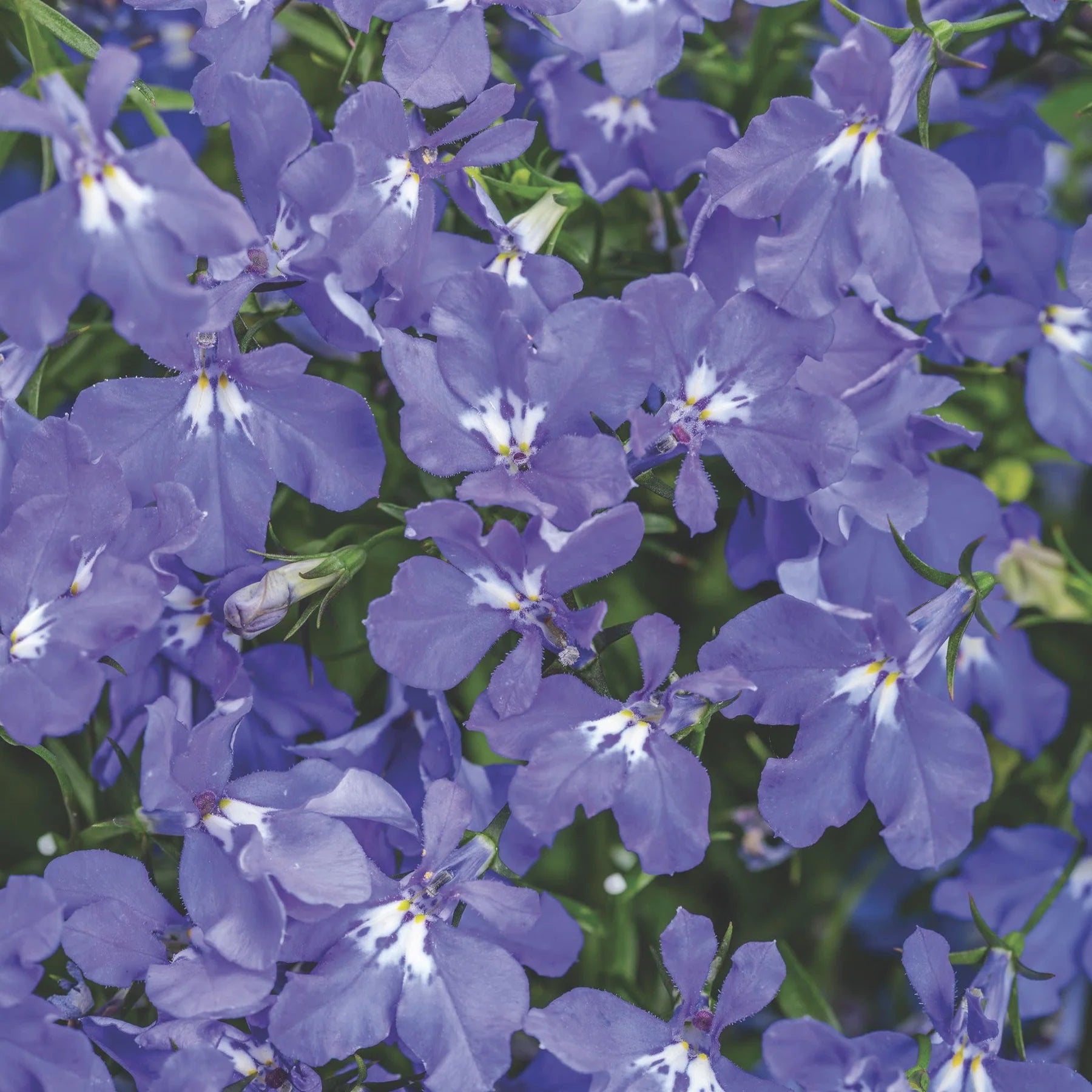 Proven Winners® Laguna® Dark Blue Lobelia (Lobelia erinus)