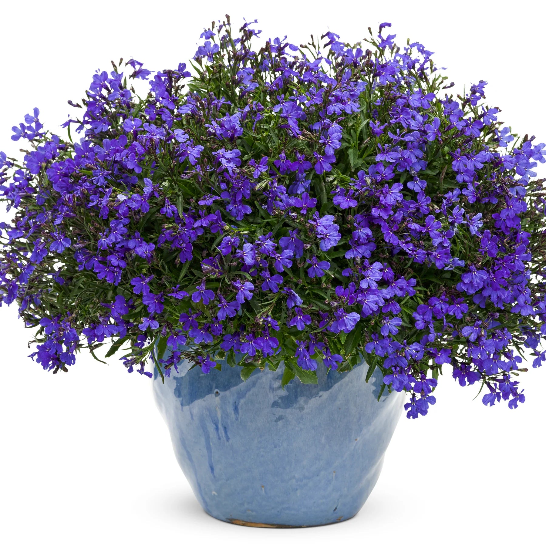 Proven Winners® Laguna® Dark Blue Lobelia (Lobelia erinus)