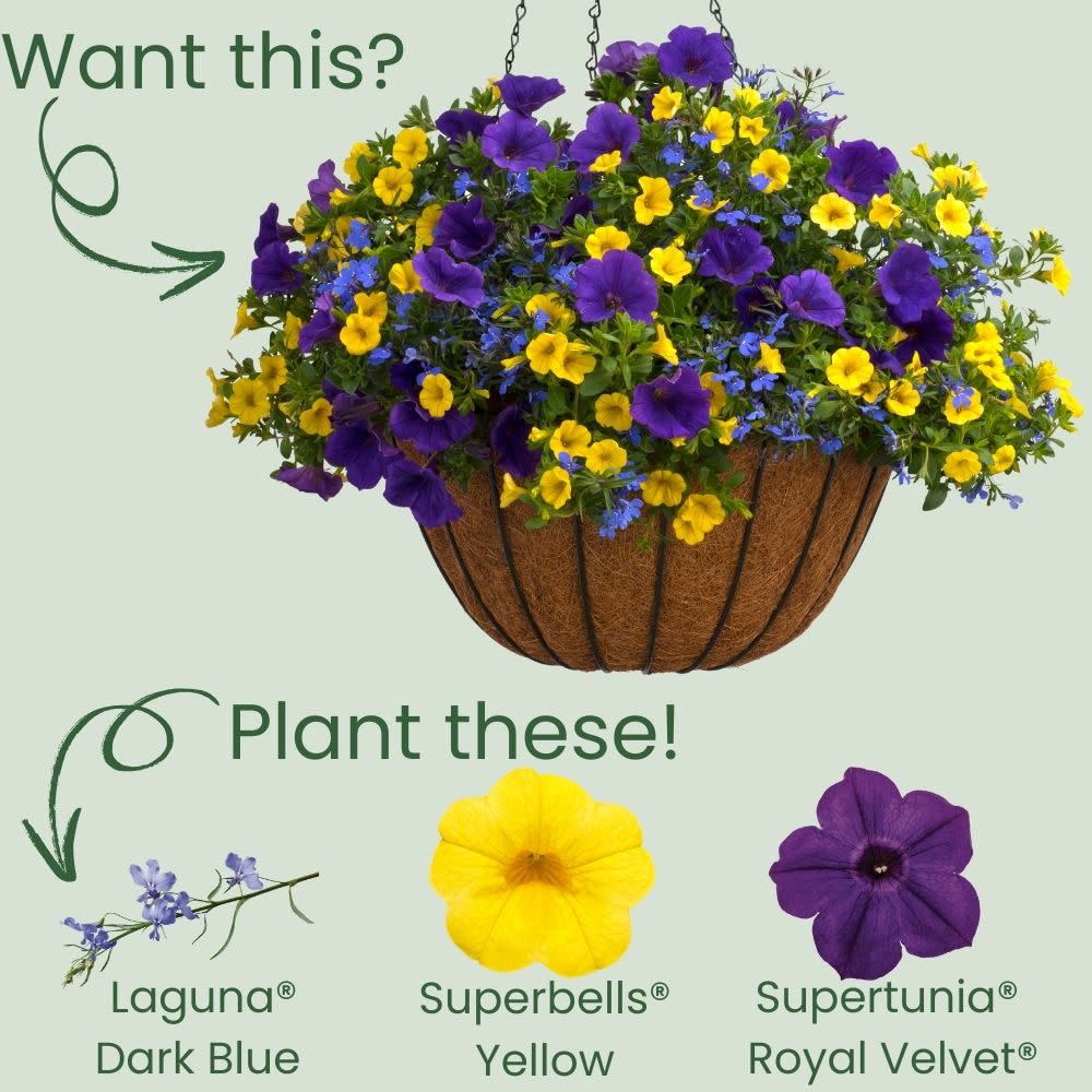 Proven Winners® Laguna® Dark Blue Lobelia (Lobelia erinus)