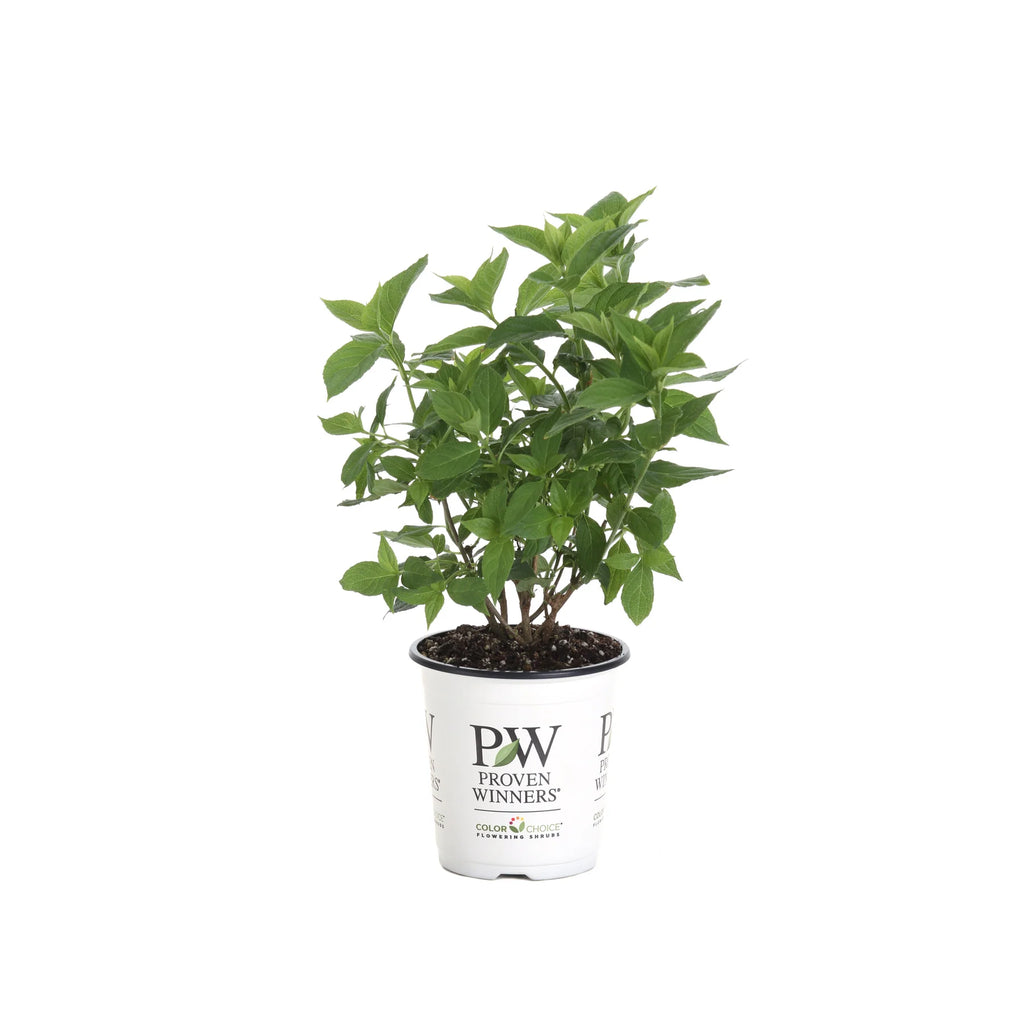 Proven Winners® Little Lime® Panicle Hydrangea (paniculata)