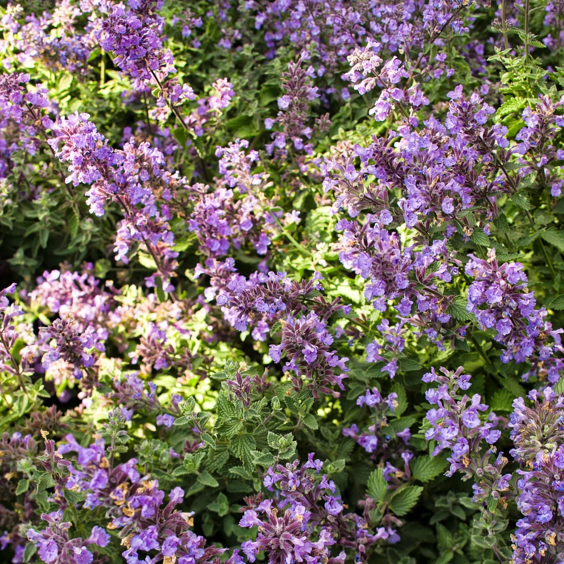 Proven Winners® 'Cat's Meow' Catmint (Nepeta faassenii)