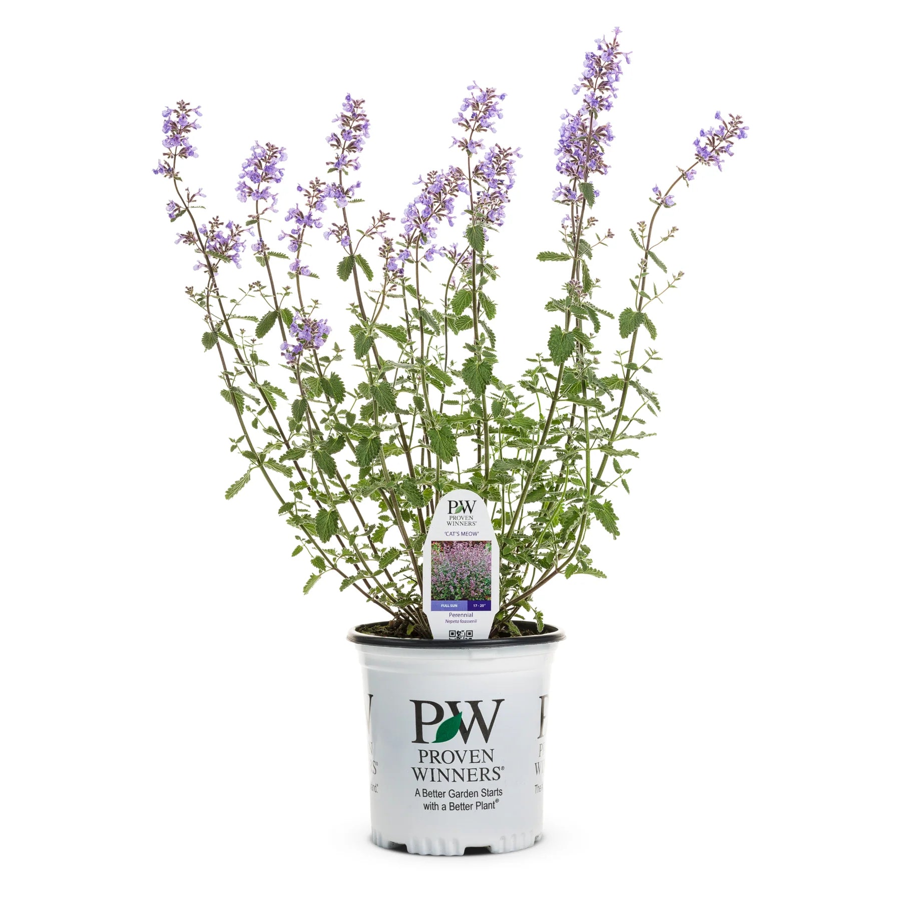 Proven Winners® 'Cat's Meow' Catmint (Nepeta faassenii)