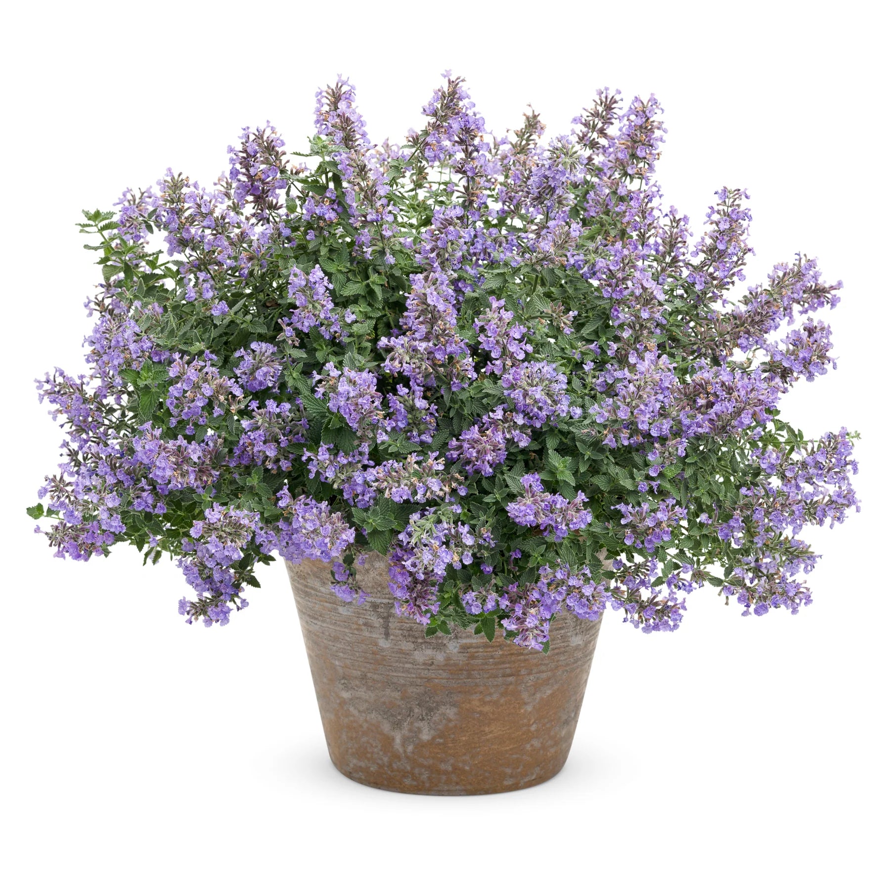 Proven Winners® 'Cat's Meow' Catmint (Nepeta faassenii)