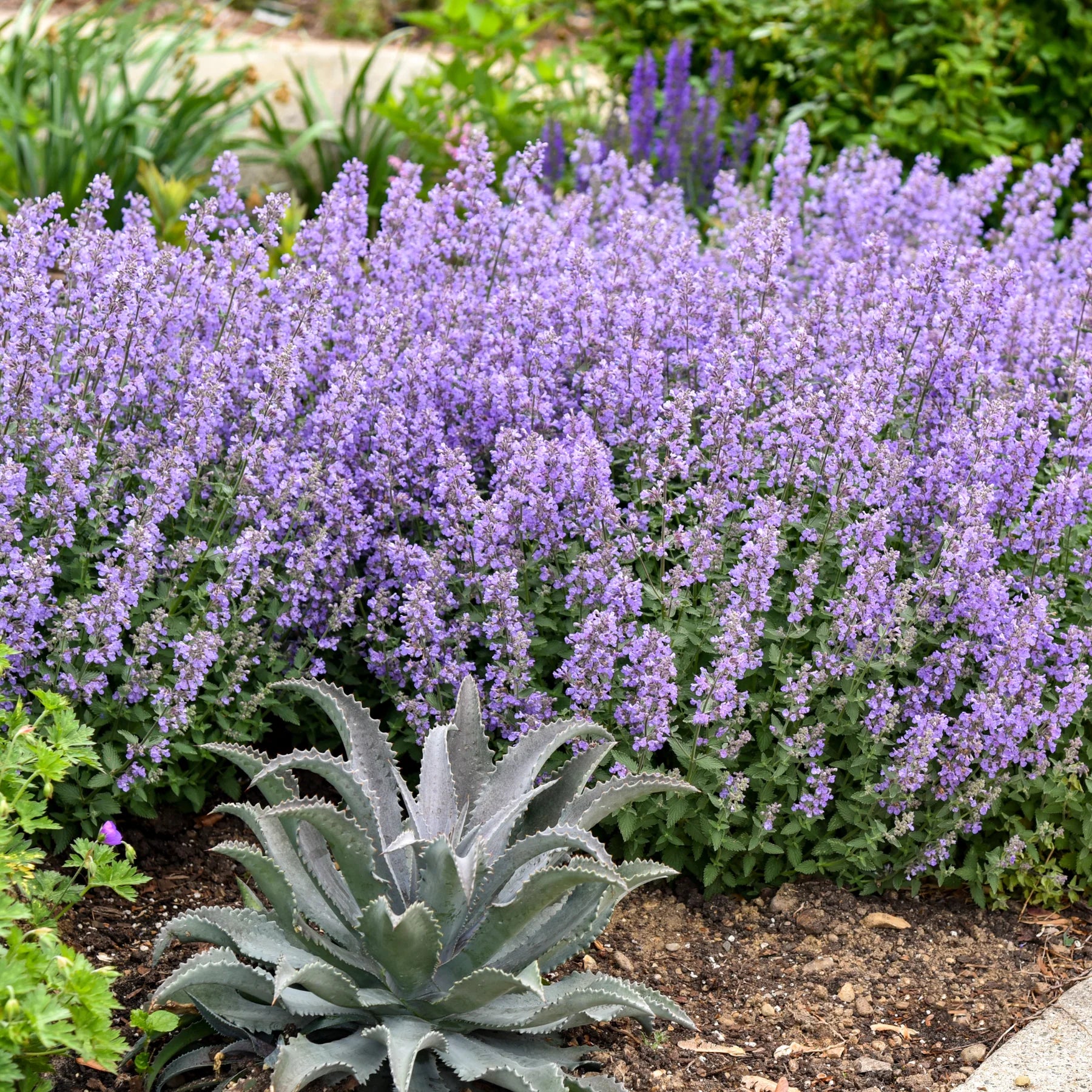 Proven Winners® 'Cat's Meow' Catmint (Nepeta faassenii)