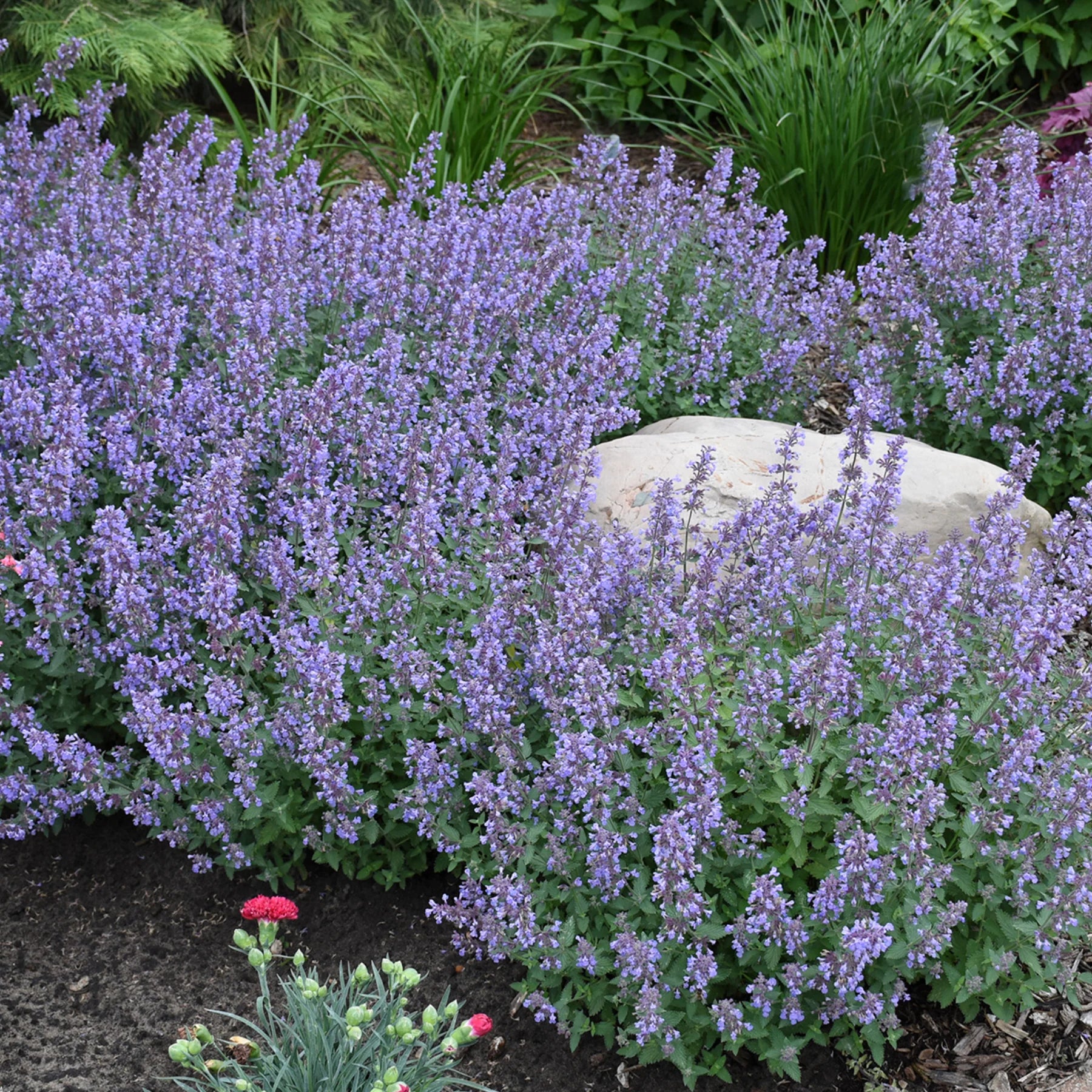 Proven Winners® 'Cat's Meow' Catmint (Nepeta faassenii)