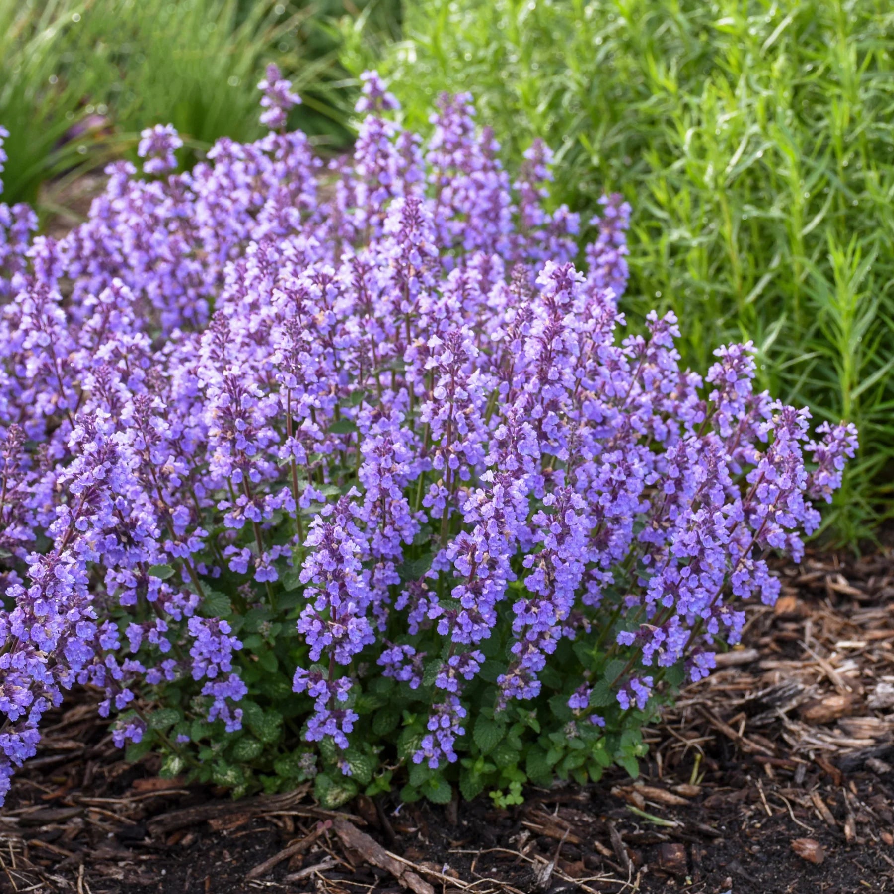 Proven Winners® 'Cat's Pajamas' Catmint (Nepeta hybrid)