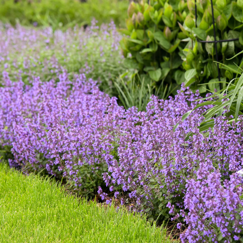 Proven Winners® 'Cat's Pajamas' Catmint (Nepeta hybrid)