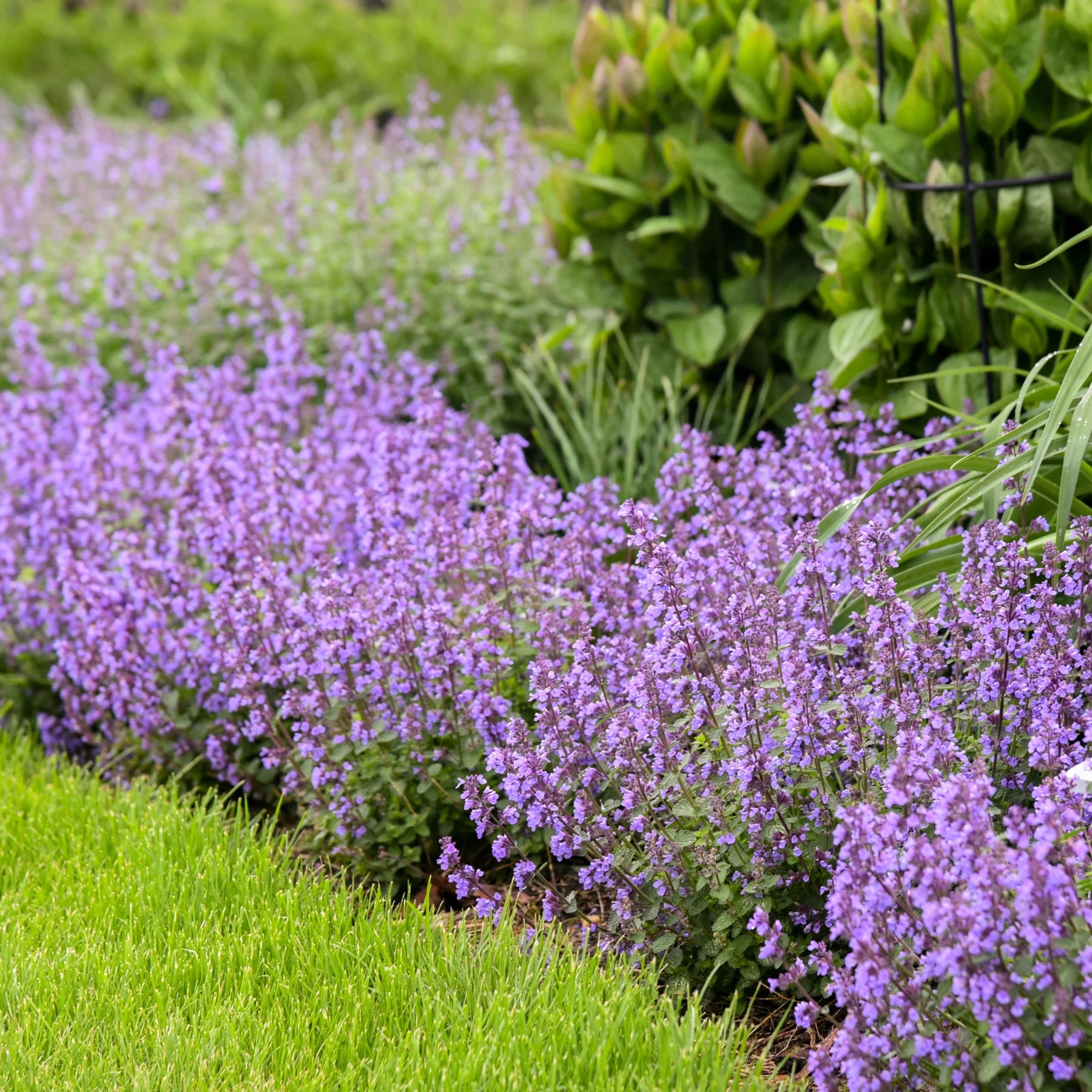 Proven Winners® 'Cat's Pajamas' Catmint (Nepeta hybrid)