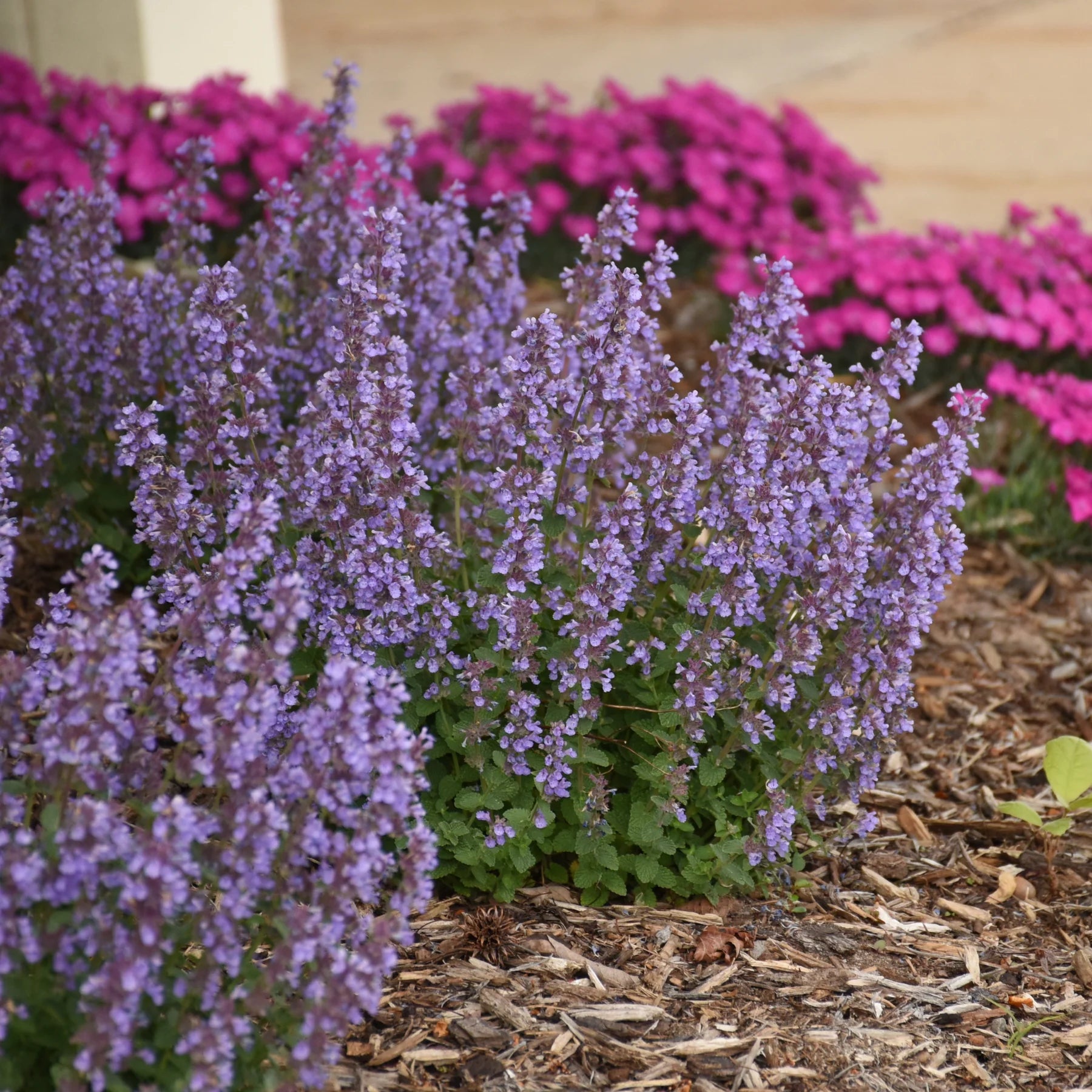 Proven Winners® 'Cat's Pajamas' Catmint (Nepeta hybrid)