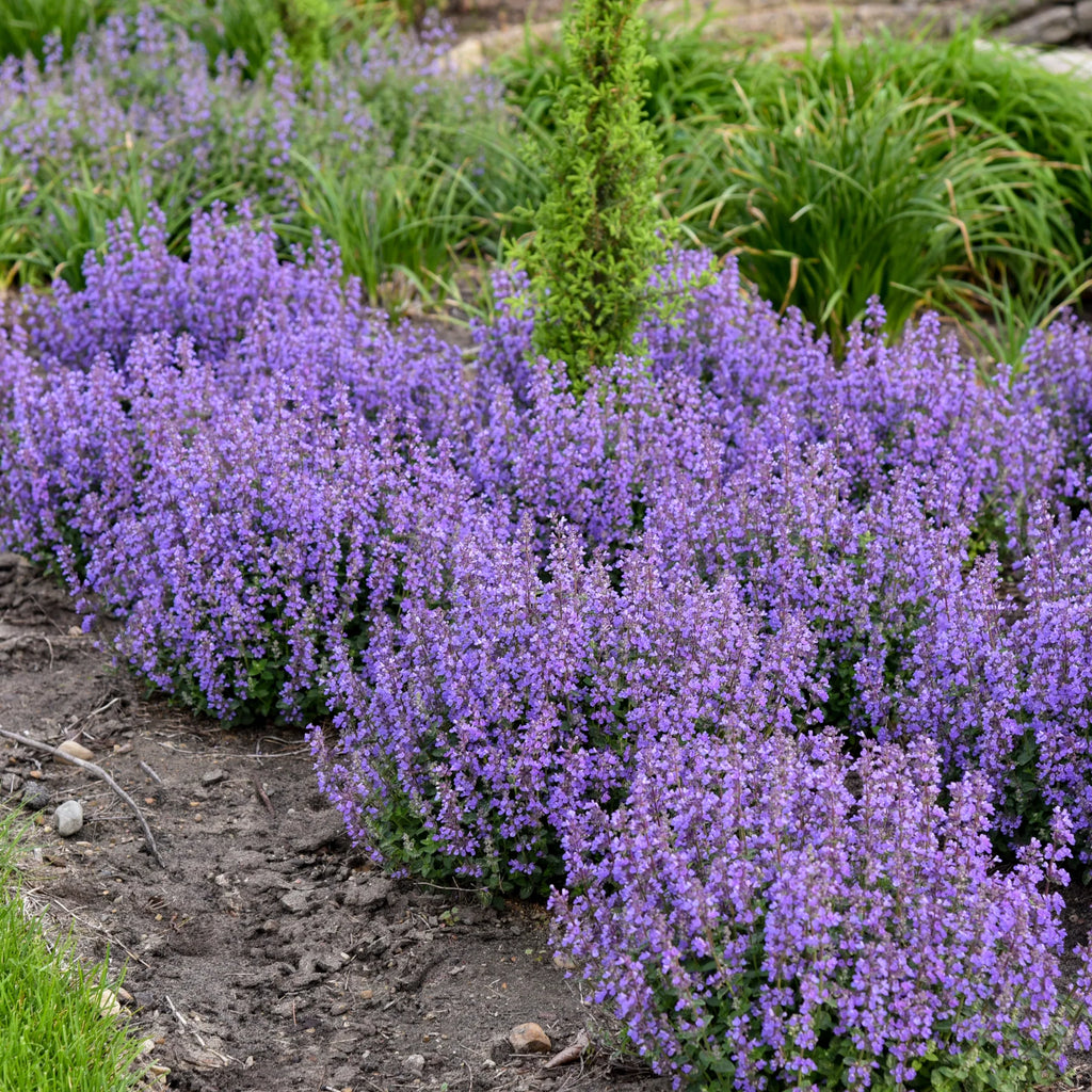 Proven Winners® 'Cat's Pajamas' Catmint (Nepeta hybrid)