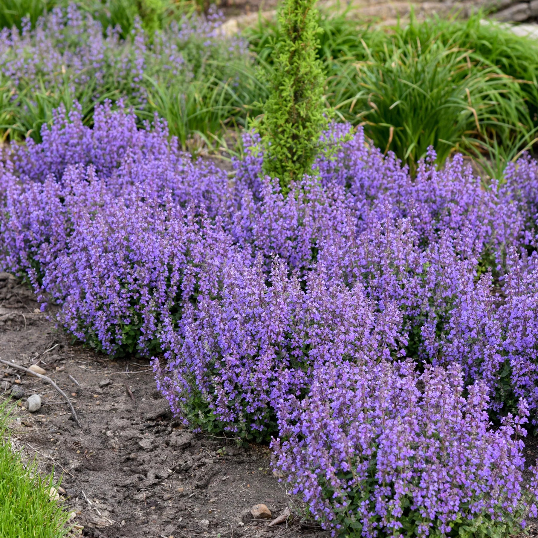 Proven Winners® 'Cat's Pajamas' Catmint (Nepeta hybrid)