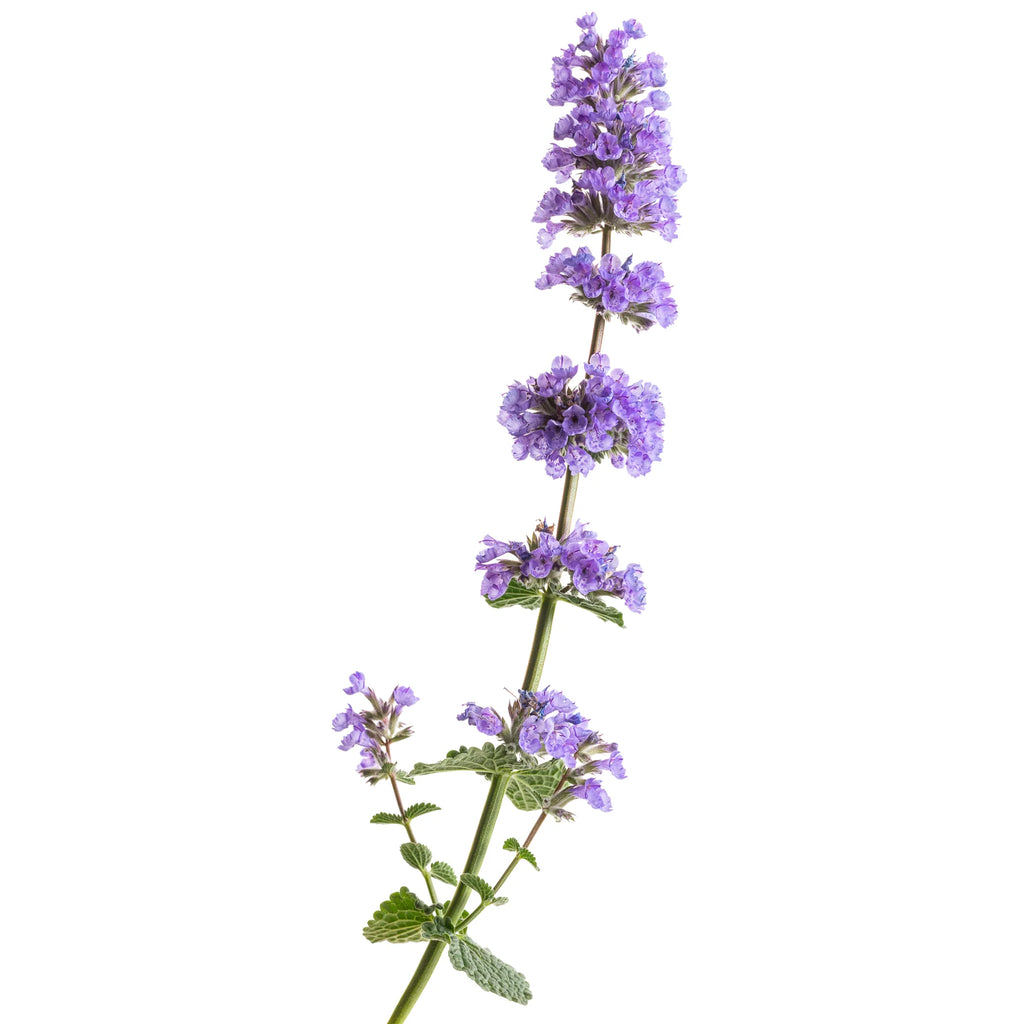 Proven Winners® 'Cat's Pajamas' Catmint (Nepeta hybrid)