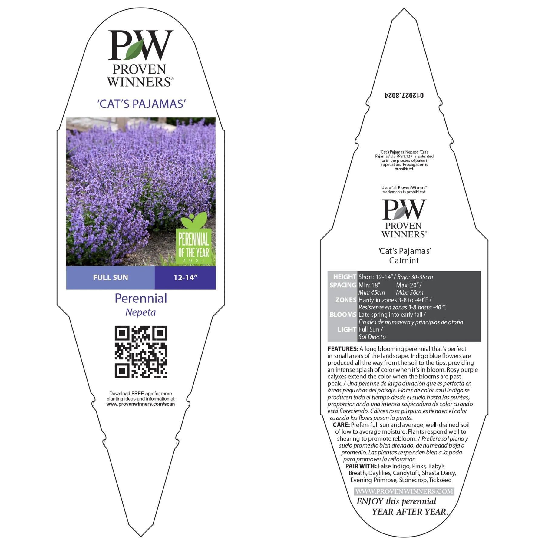 Proven Winners® 'Cat's Pajamas' Catmint (Nepeta hybrid)