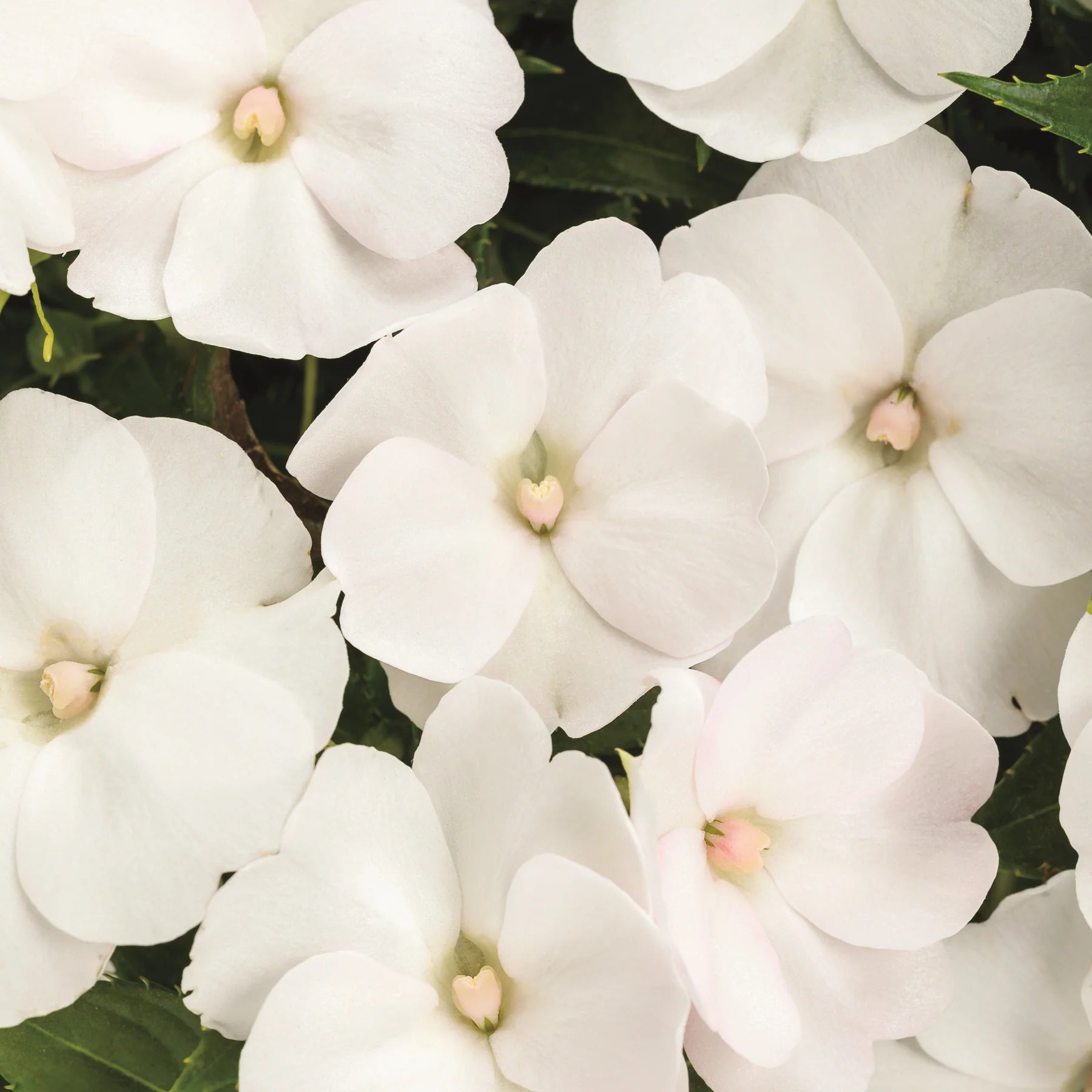 Proven Selections® SunPatiens® Compact Classic White Impatiens (x hybrida)