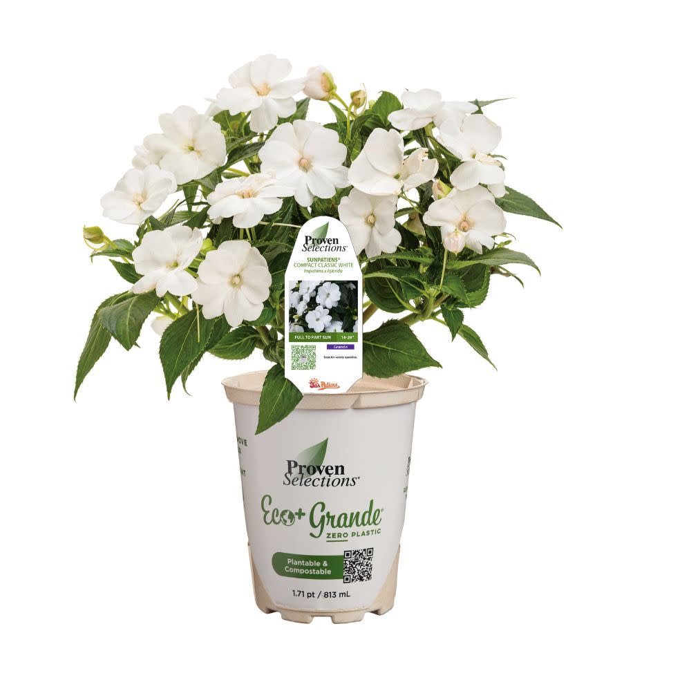 Proven Selections® SunPatiens® Compact Classic White Impatiens (x hybrida)