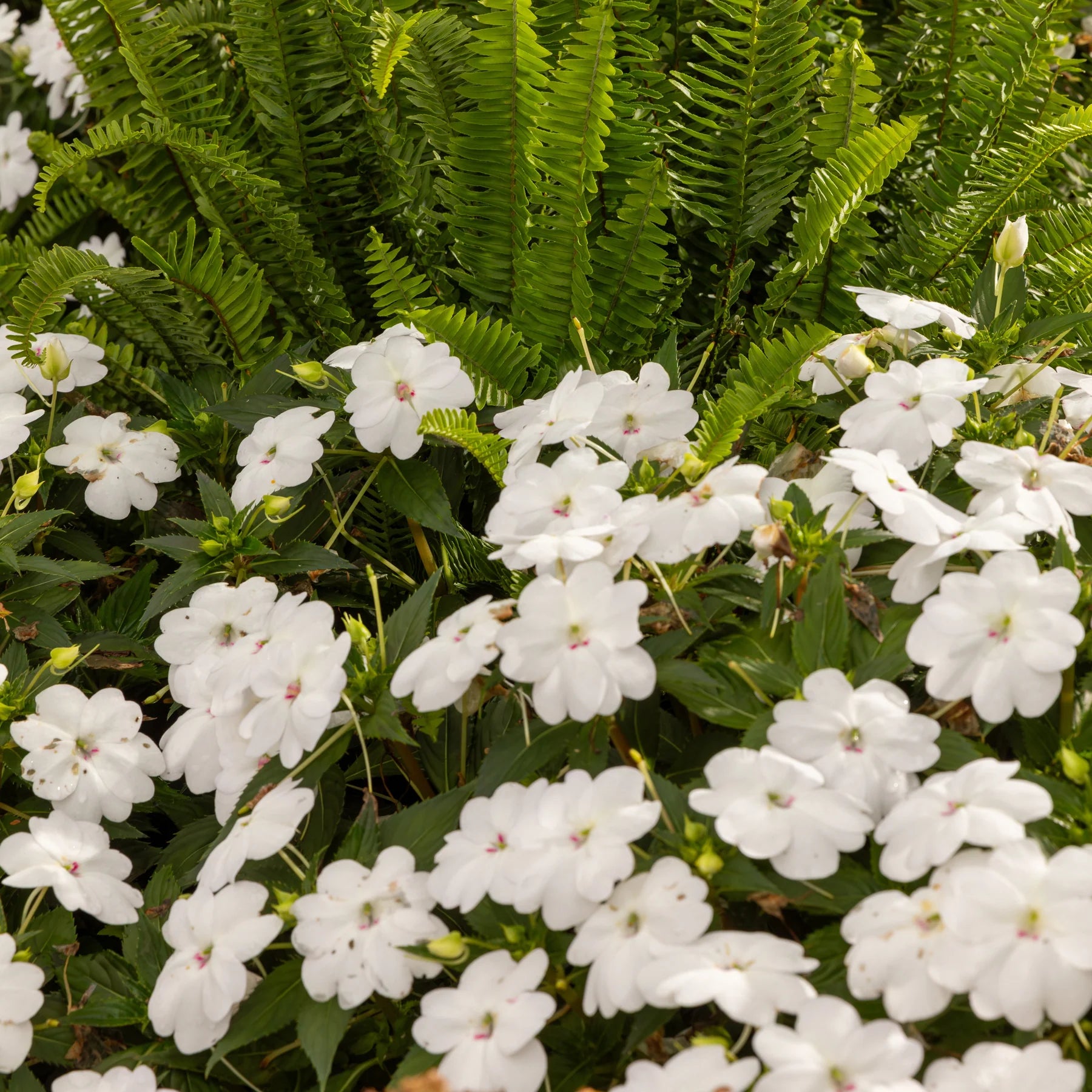Proven Selections® SunPatiens® Compact Classic White Impatiens (x hybrida)
